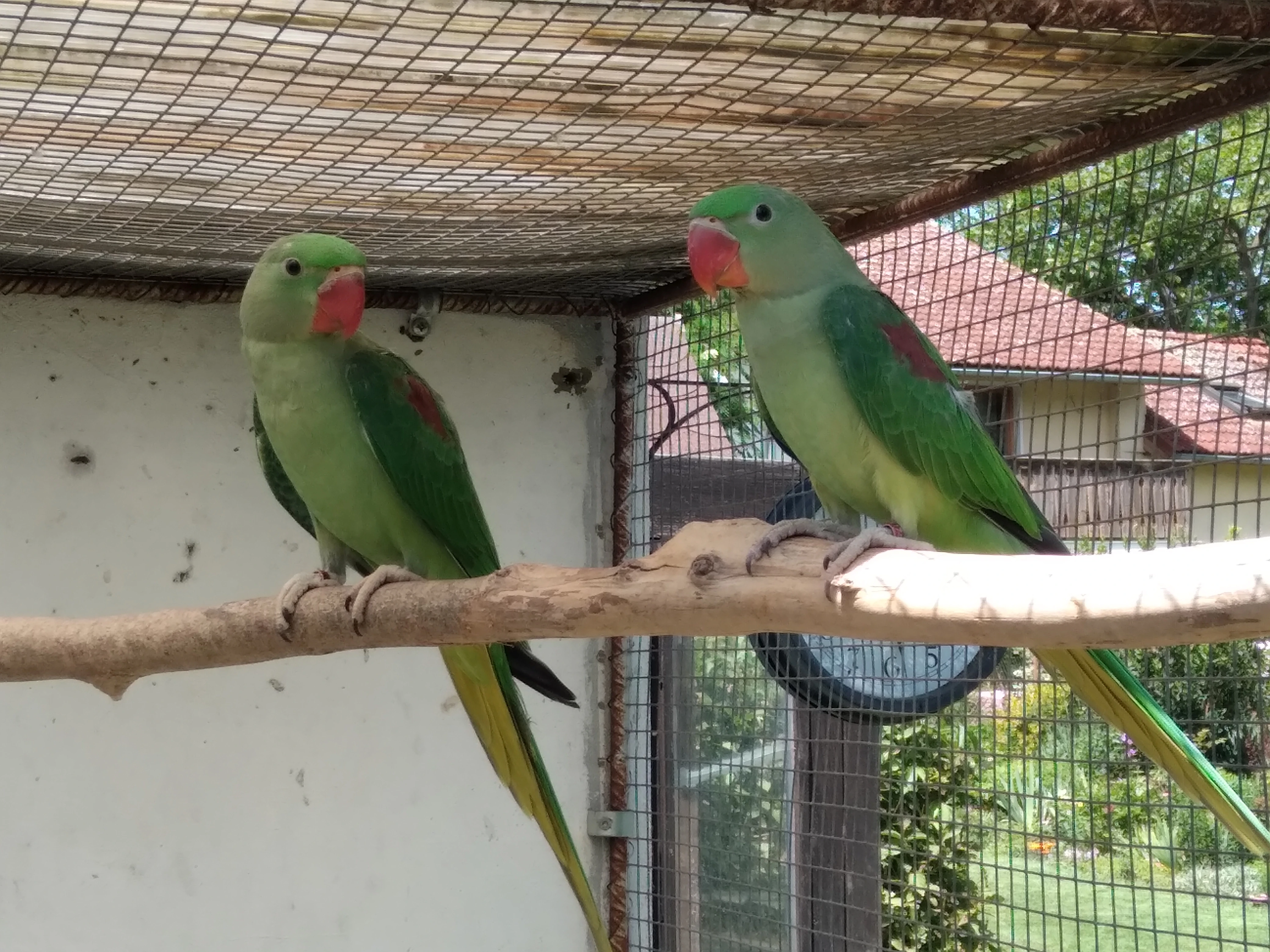 Alexandři malí a velcí