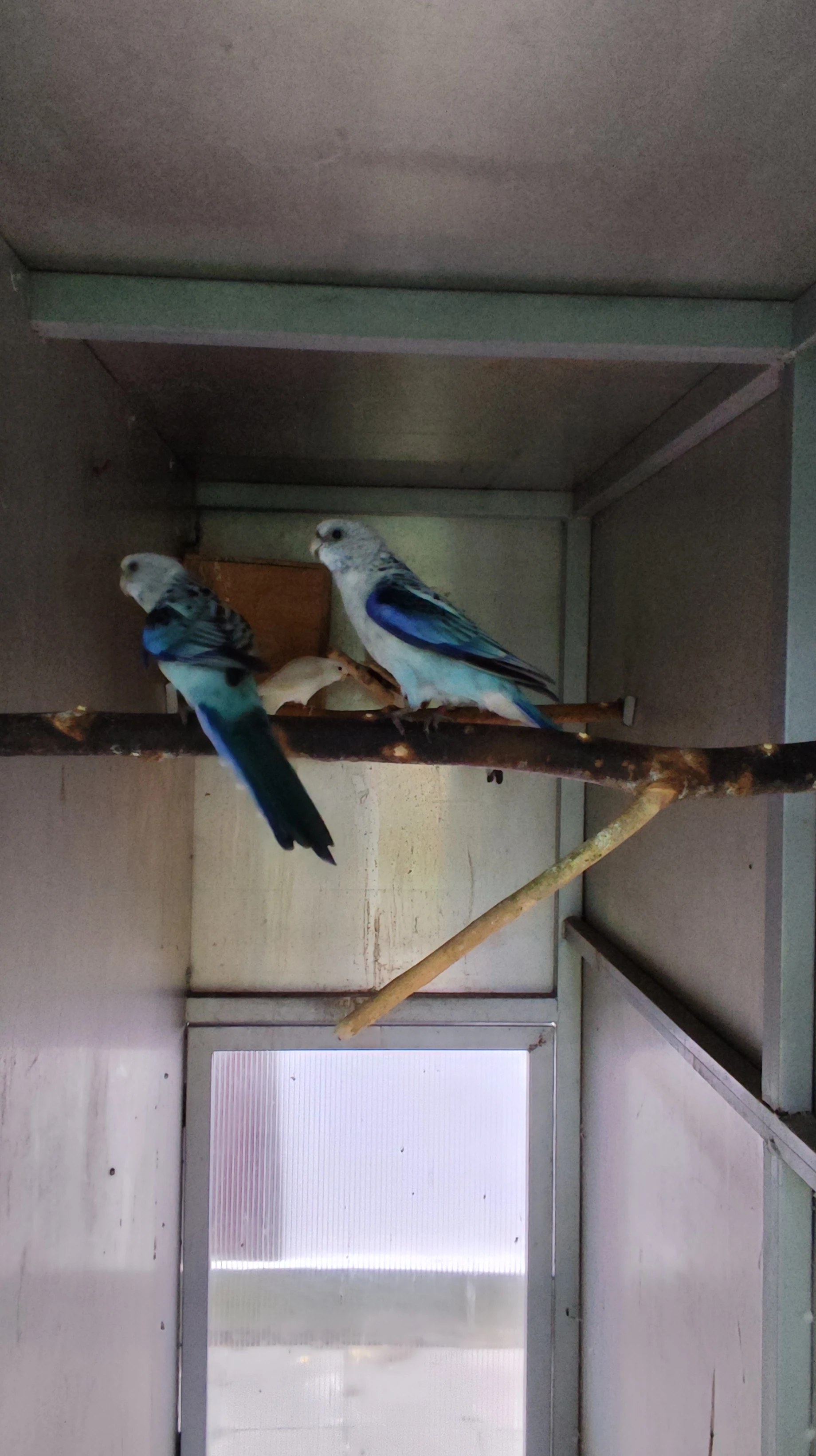 Rosela pestrá modrá na ino