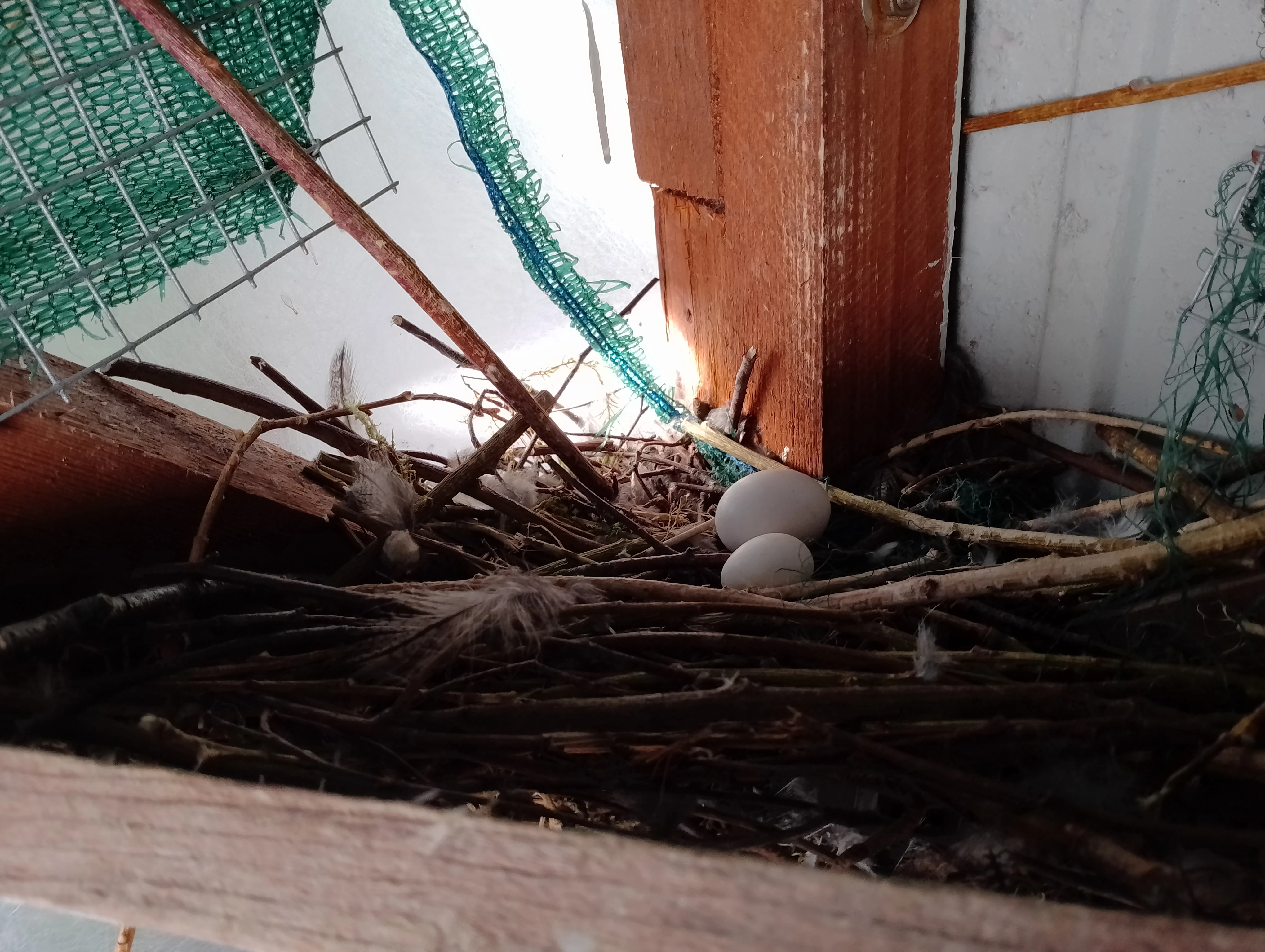 Výreček Bělolící