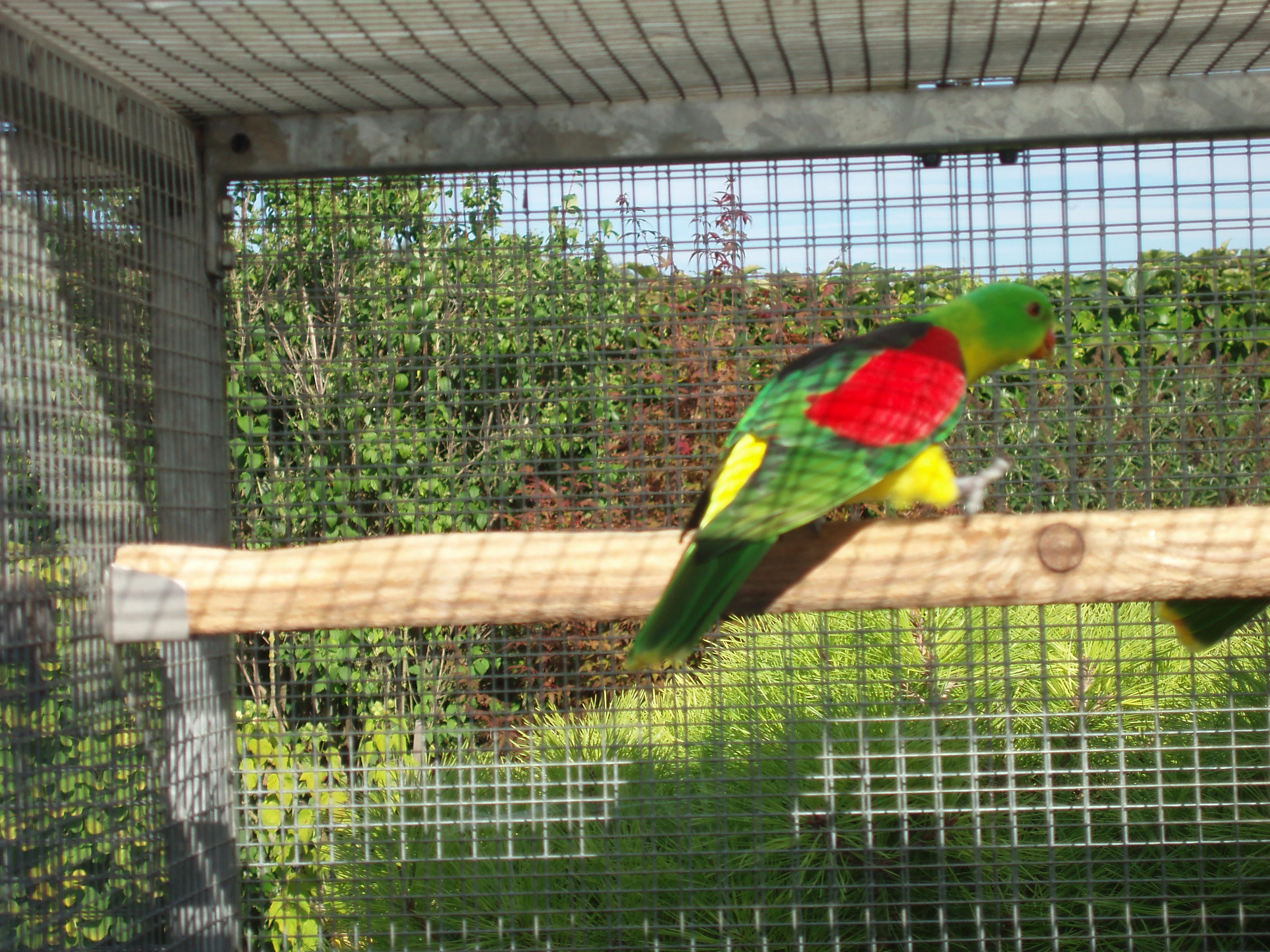 Pap.červenokřídlý žlutý