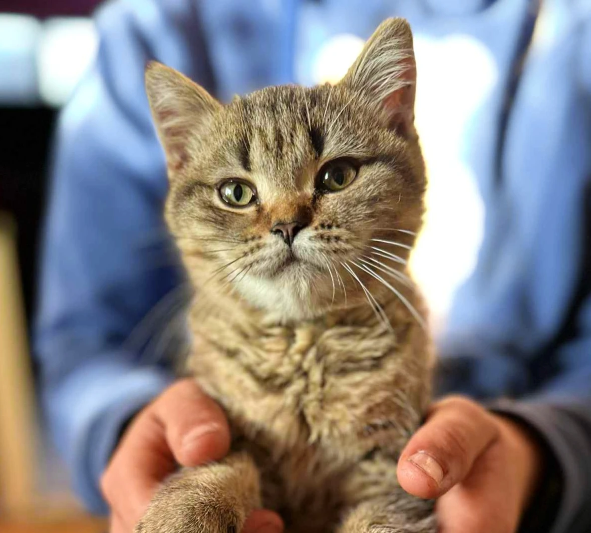 Britská kočka - kocourek