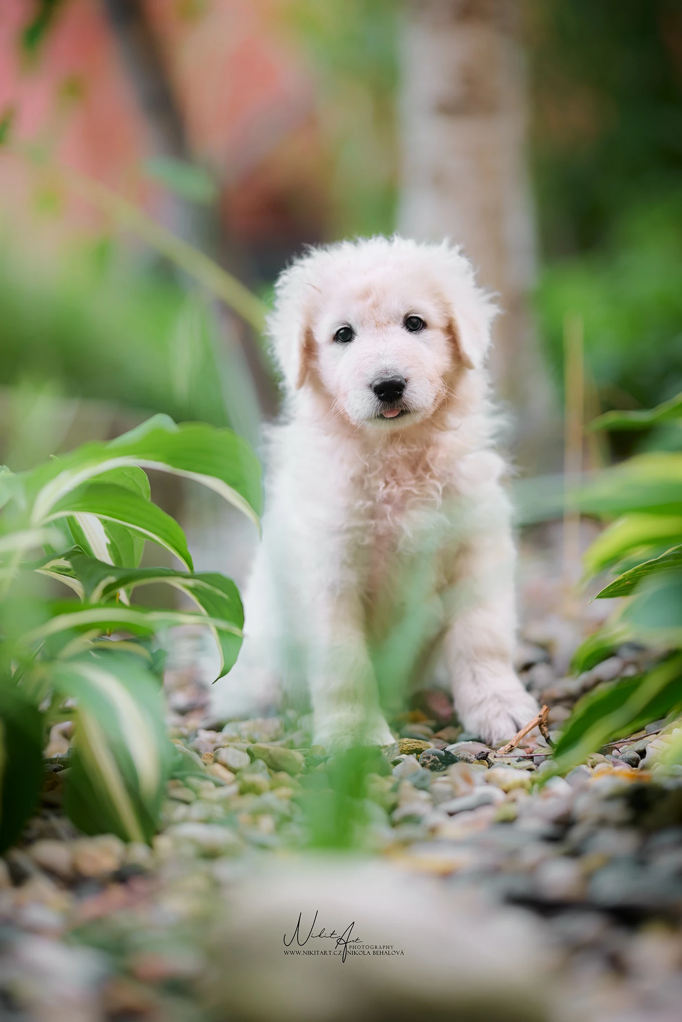 Danny - maremmansko abruzský pastevecký pes