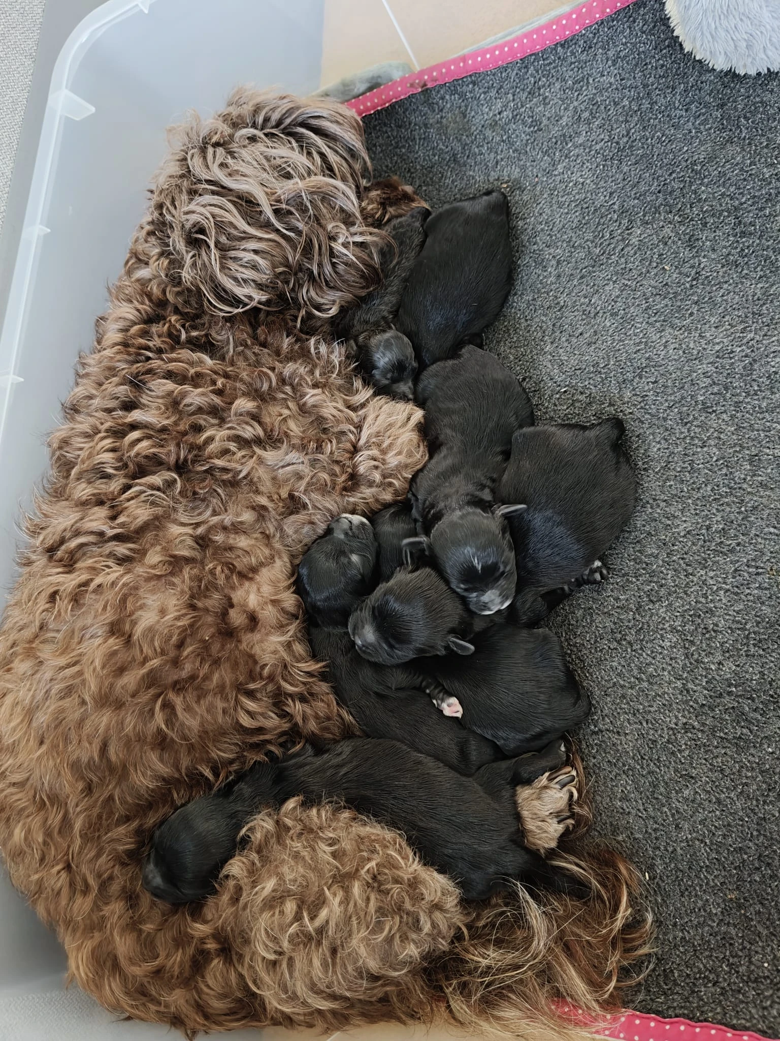 Štěňata ruské boloňky s mimořádně klidnou a kontaktní povahou