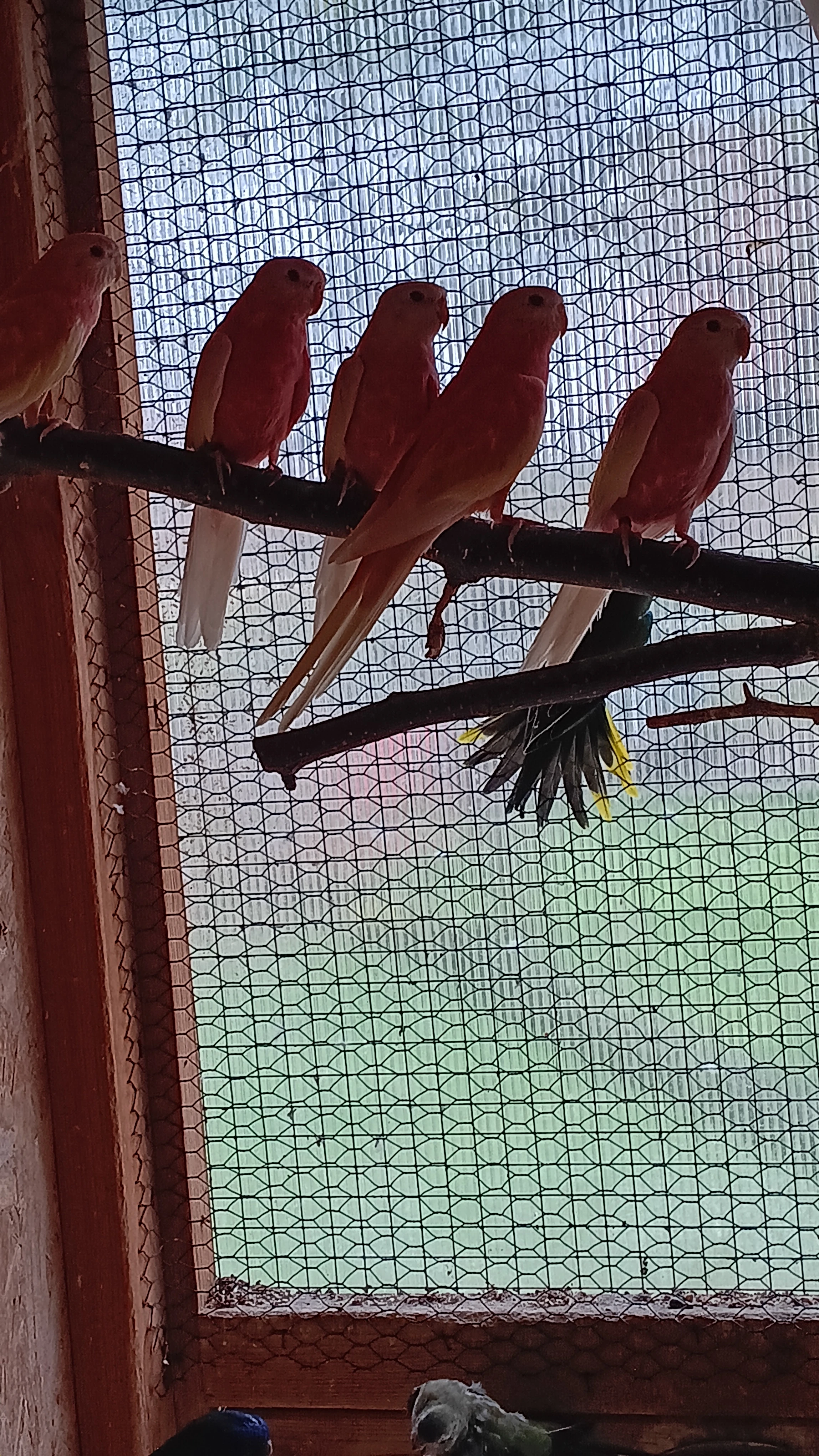 Letošní neofémy bourky rubino