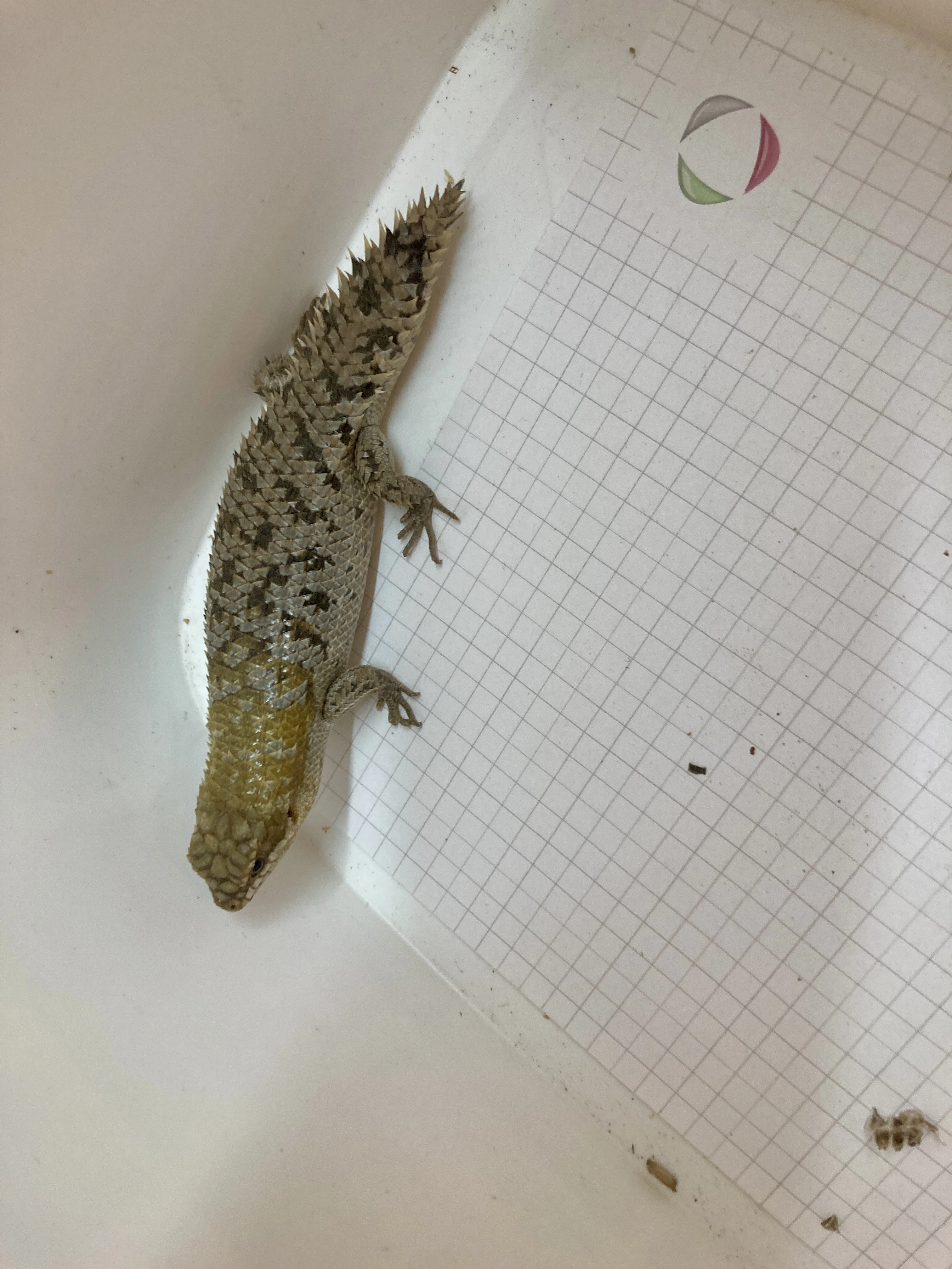 Egernia stokesii a Egernia depressa