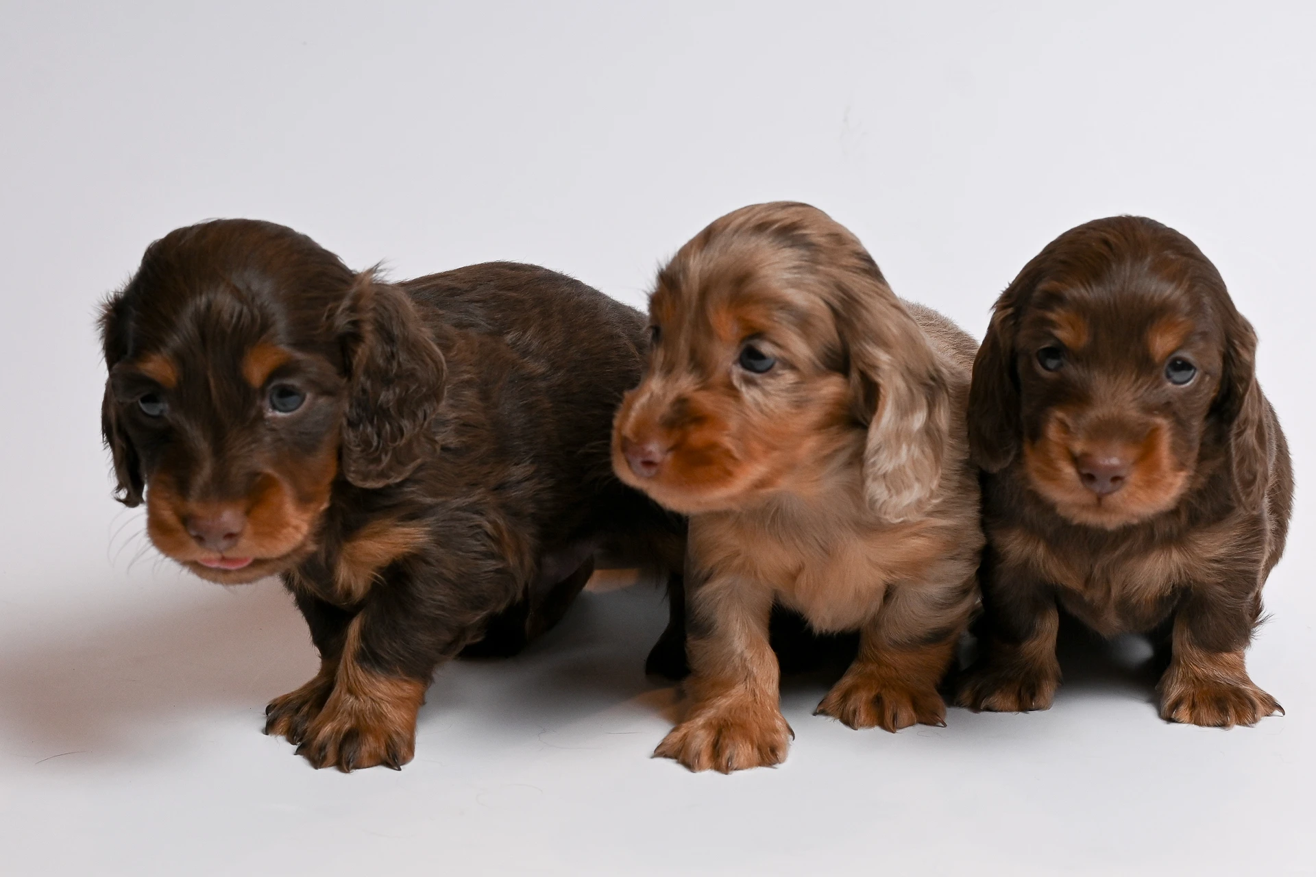 Dva krásní čokoládový kluci s pálením