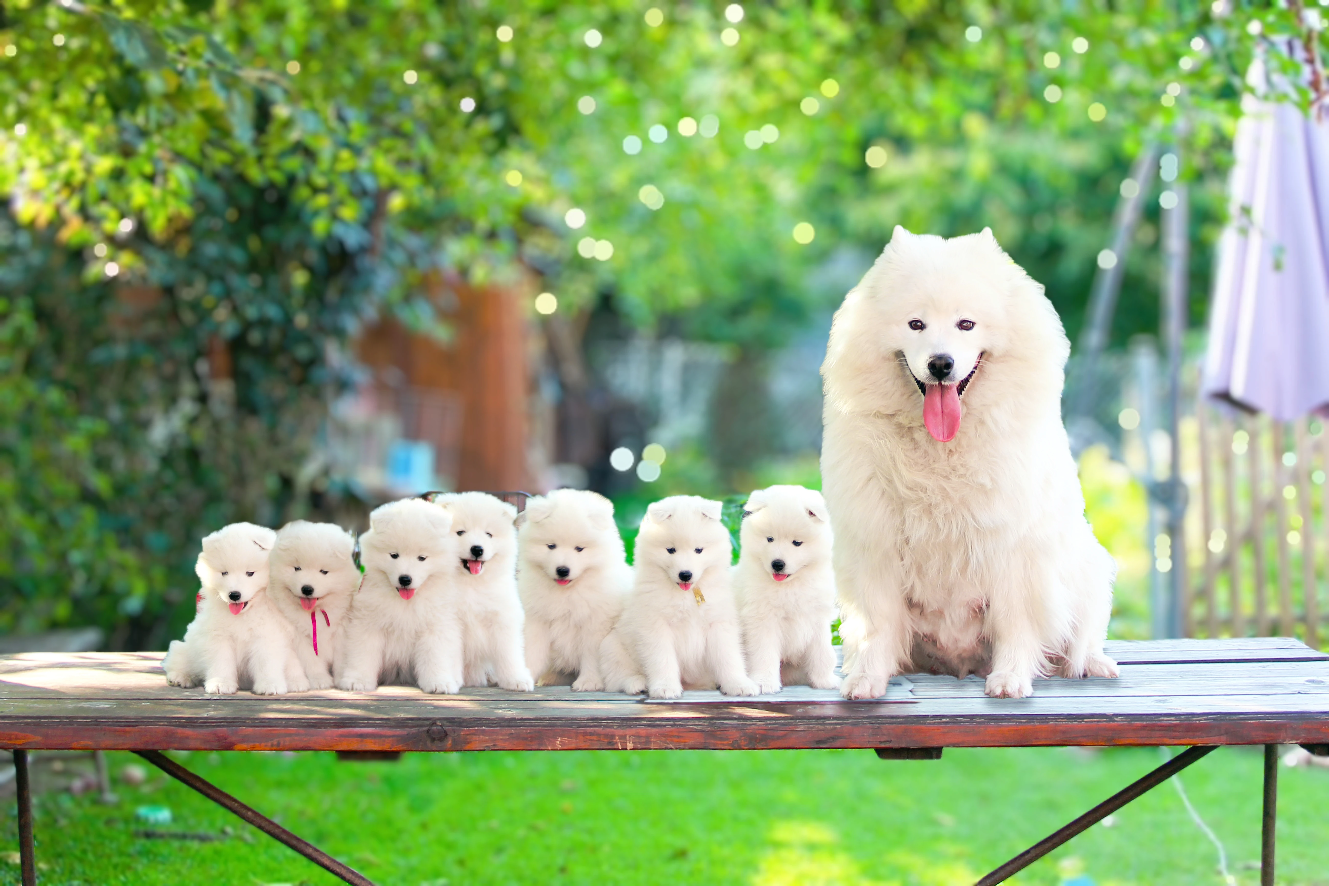 Štěňátka plemene samojed s PP