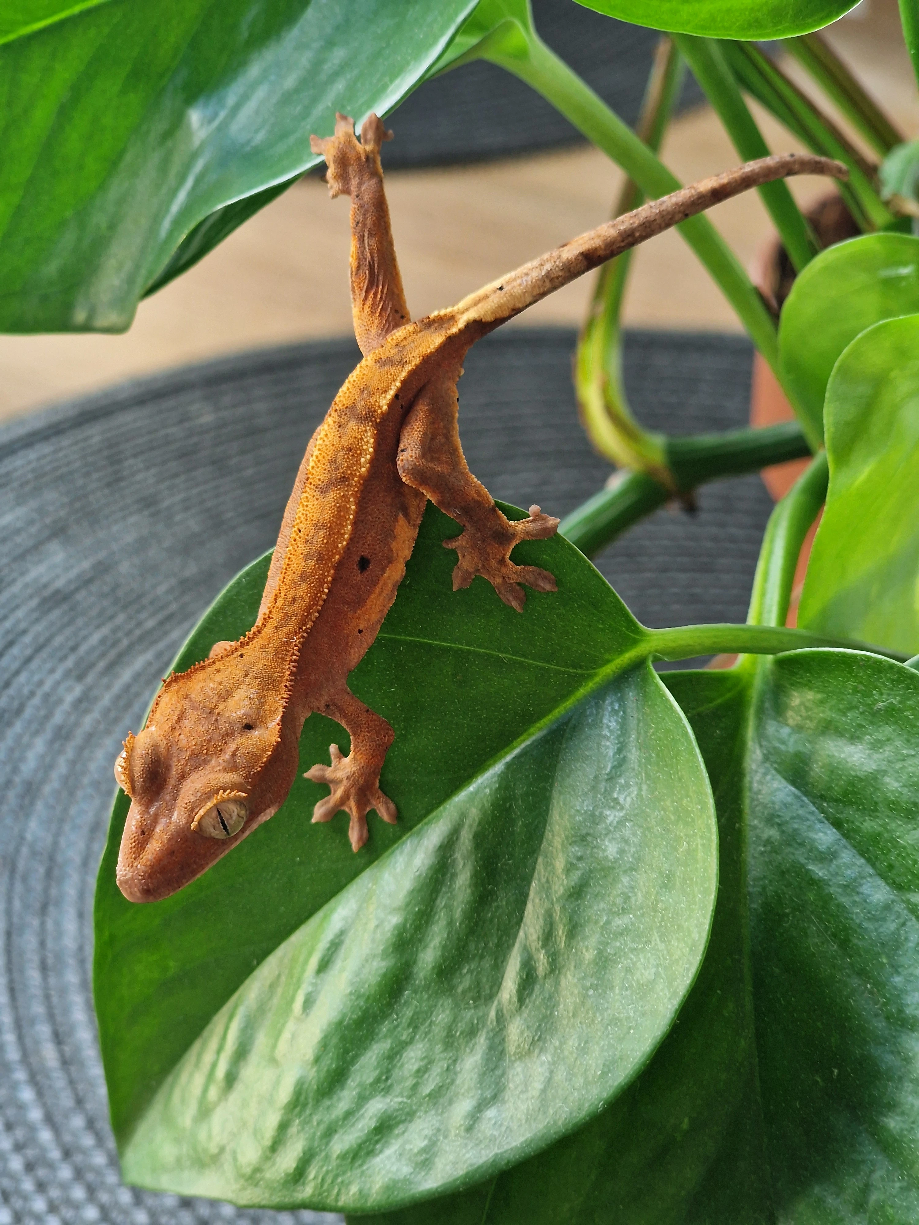  Pagekon řasnatý – vitální mláďata z vlastního odchovu 