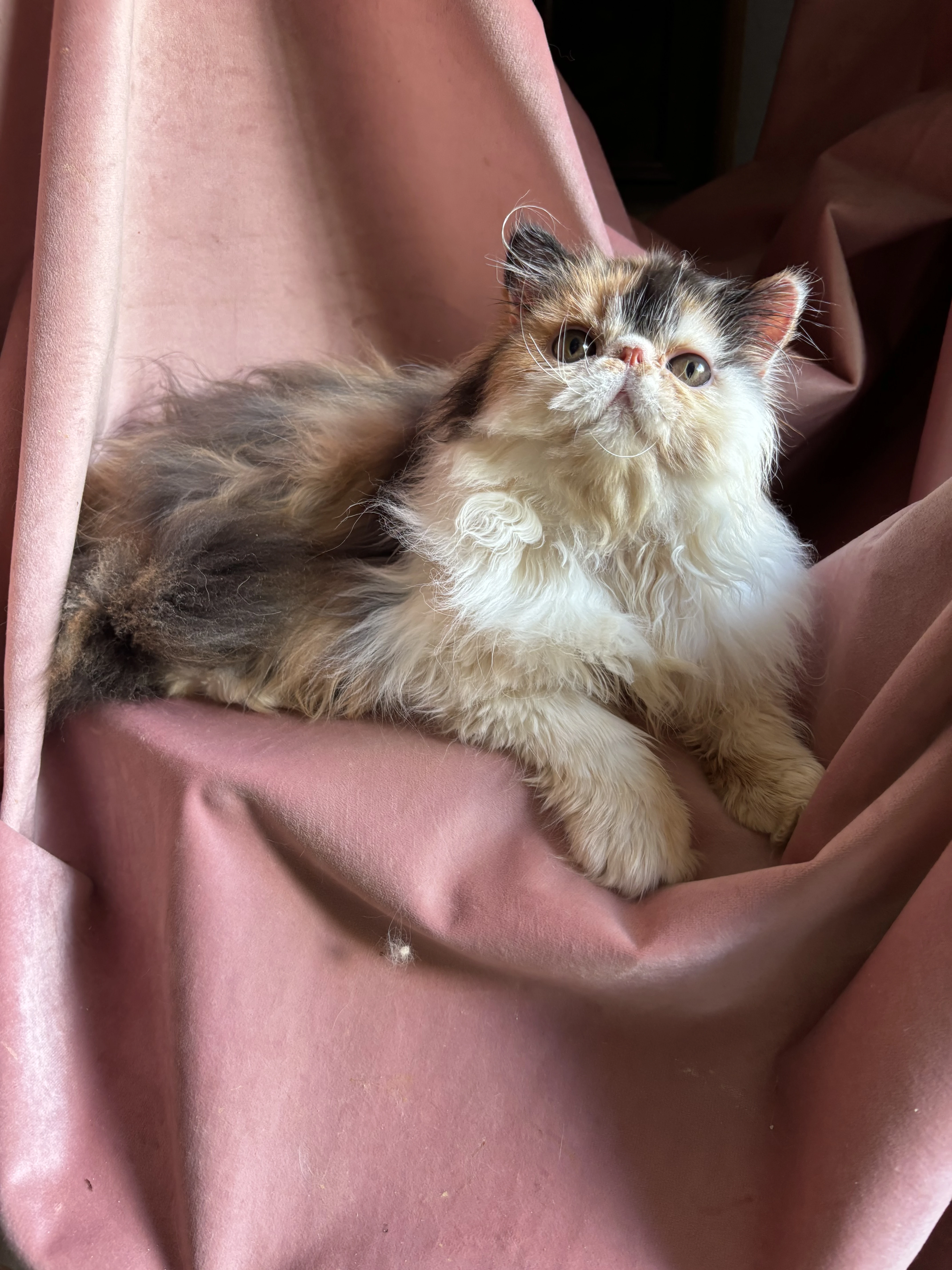 Prodám perské kotě s PP