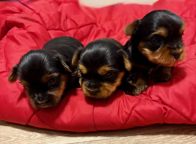 Jorkšírek s PP FCI k výběru a rezervaci