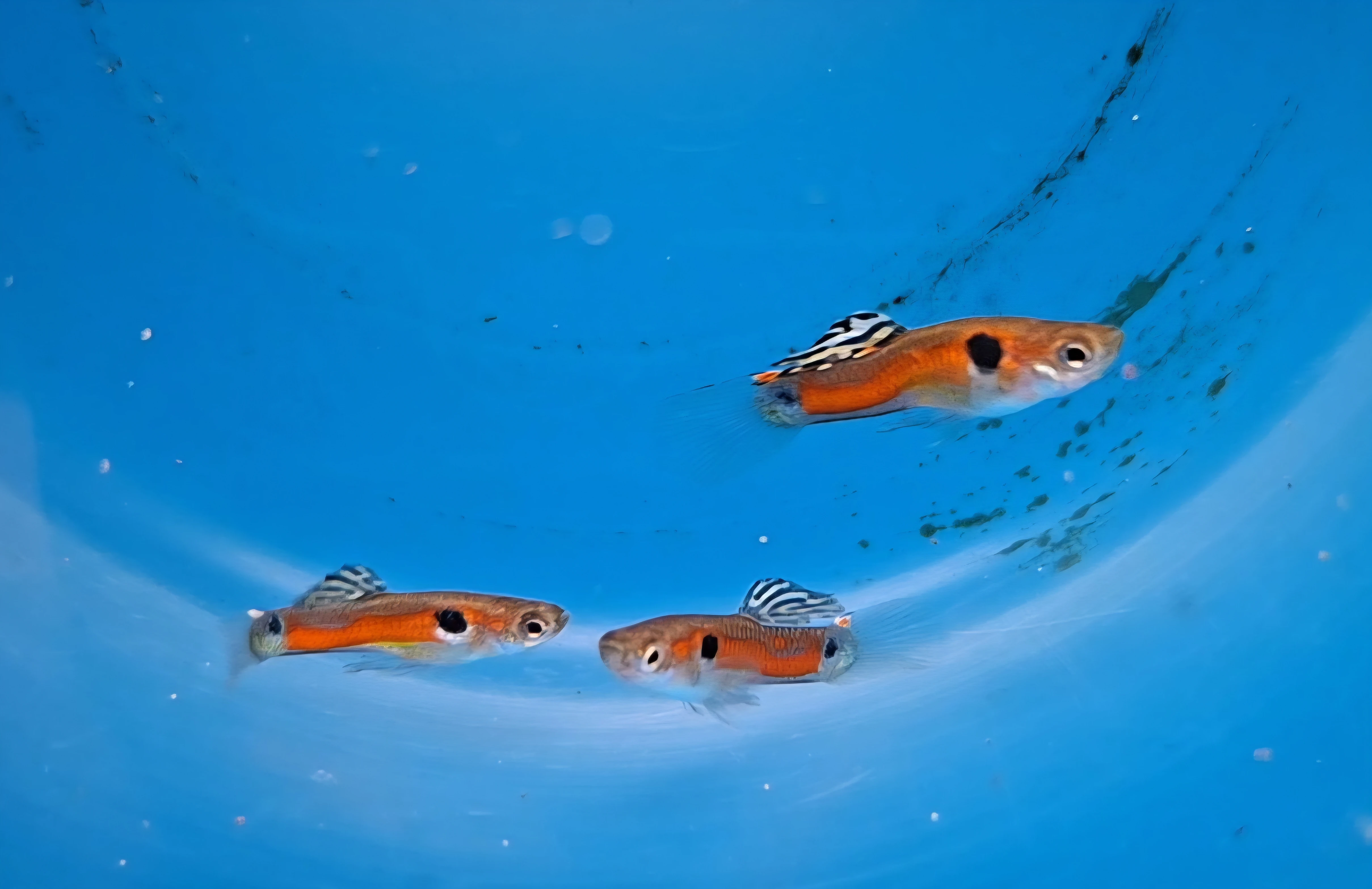 Paví očka  - P.reticulata Rio Tefé