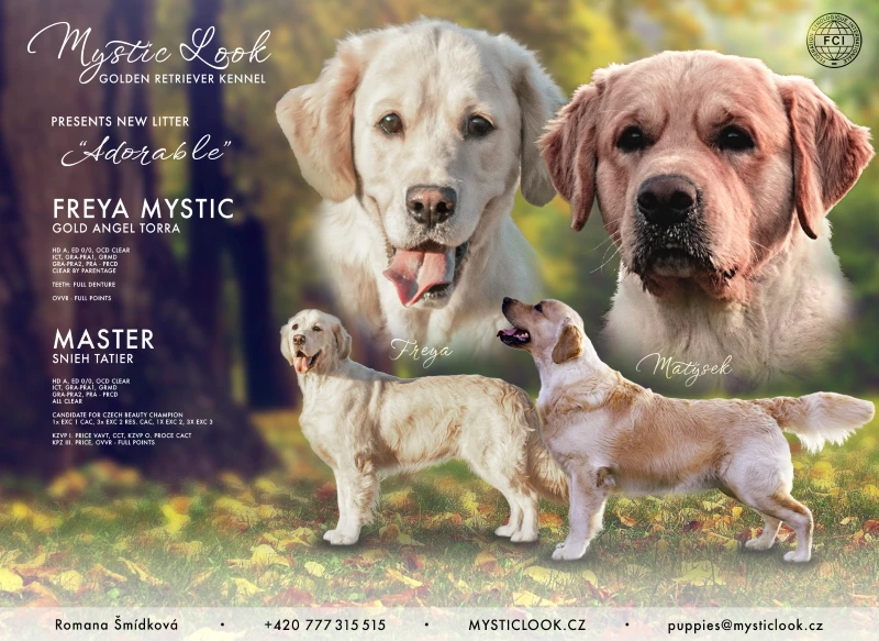 Očekáváme narození štěňátek Golden retrievera s PP