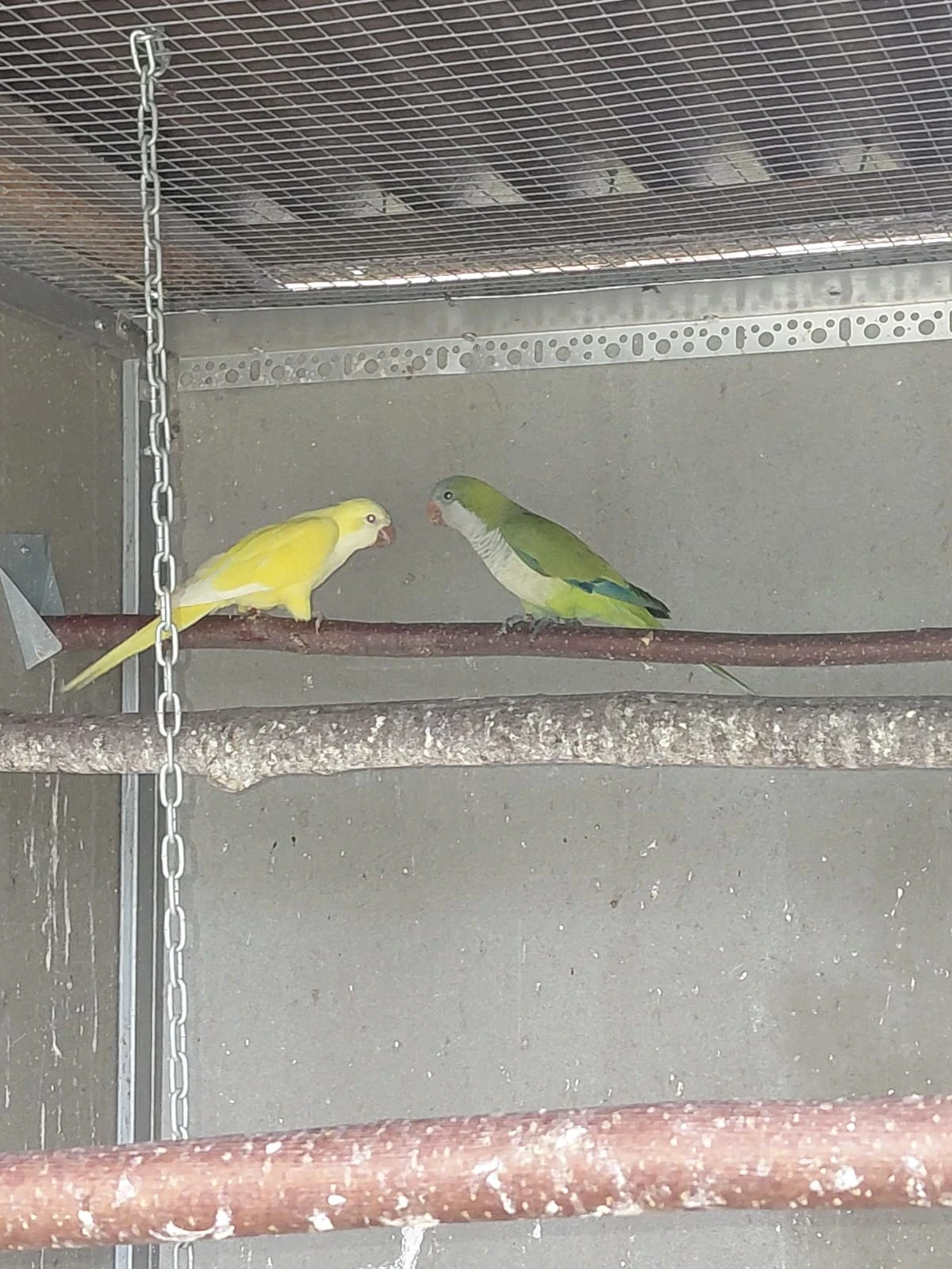 Prodám mladé Mníška šedého