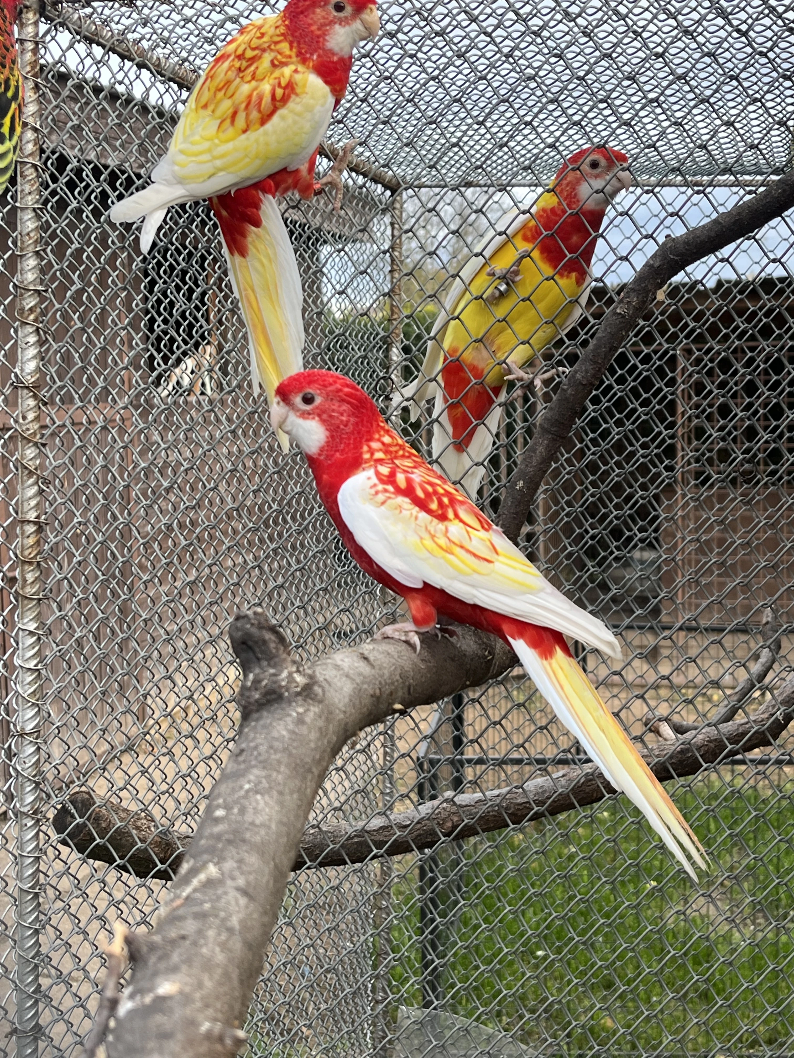 Rosela pestrá - rubino