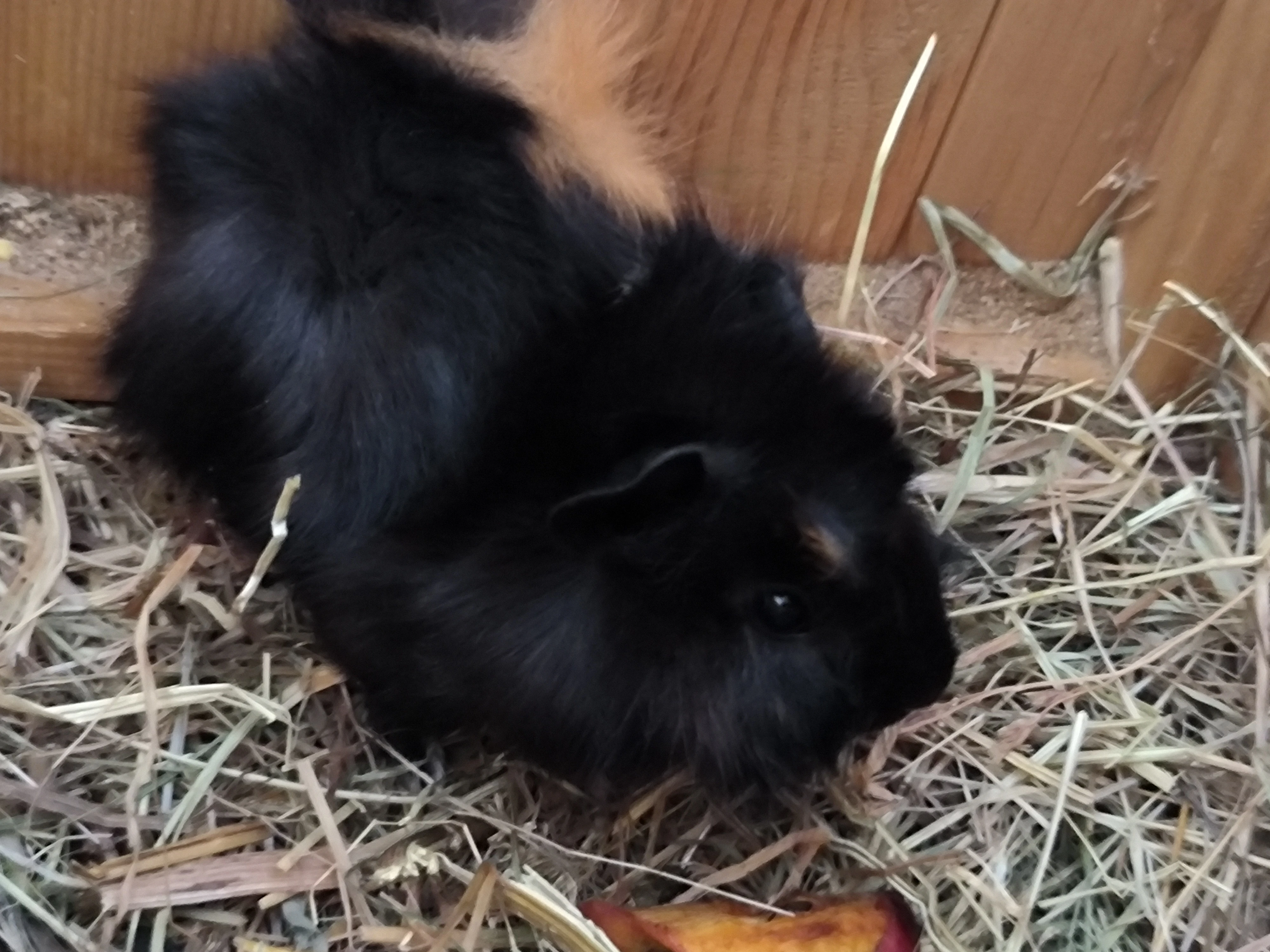 Morčata - samička a sameček 5. týdnů