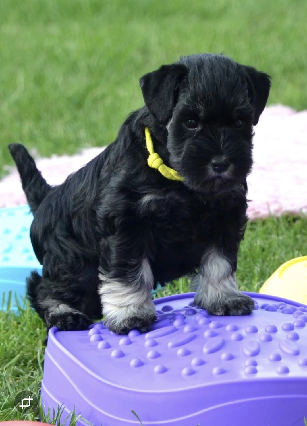 2 měsíční pejsek hledá svou rodinu