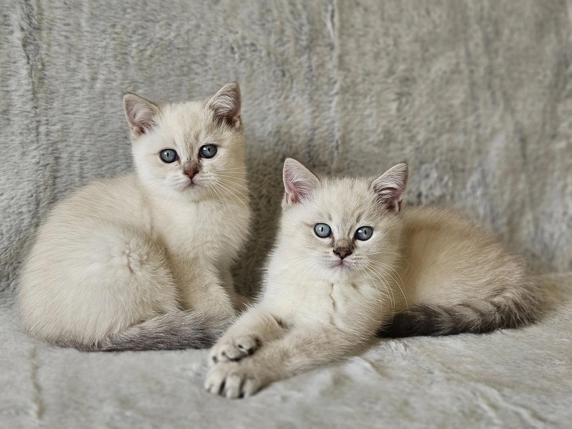 Britská colourpoint koťátka s PP