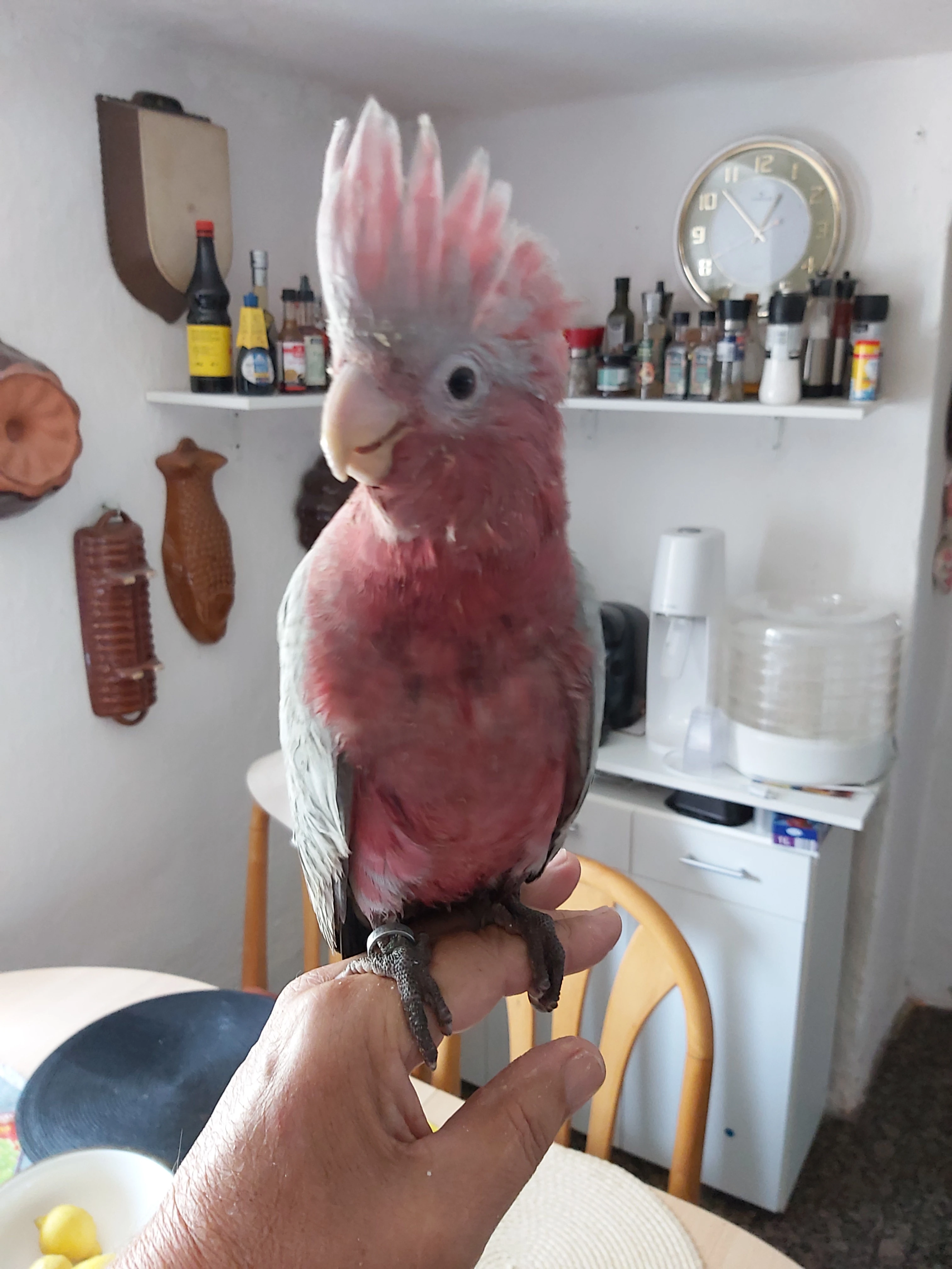 Samička Kakadu ružovy