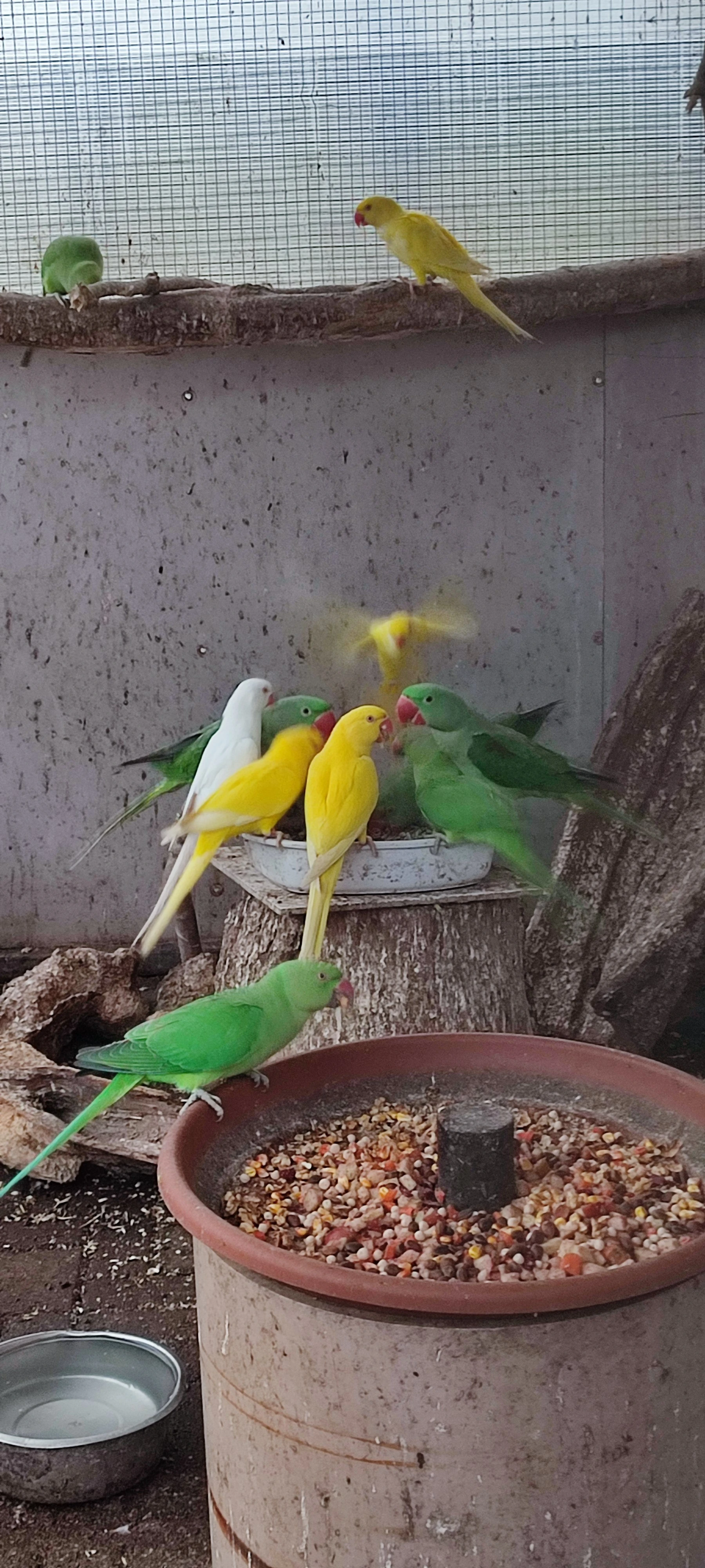 Alexandr velký přrodní