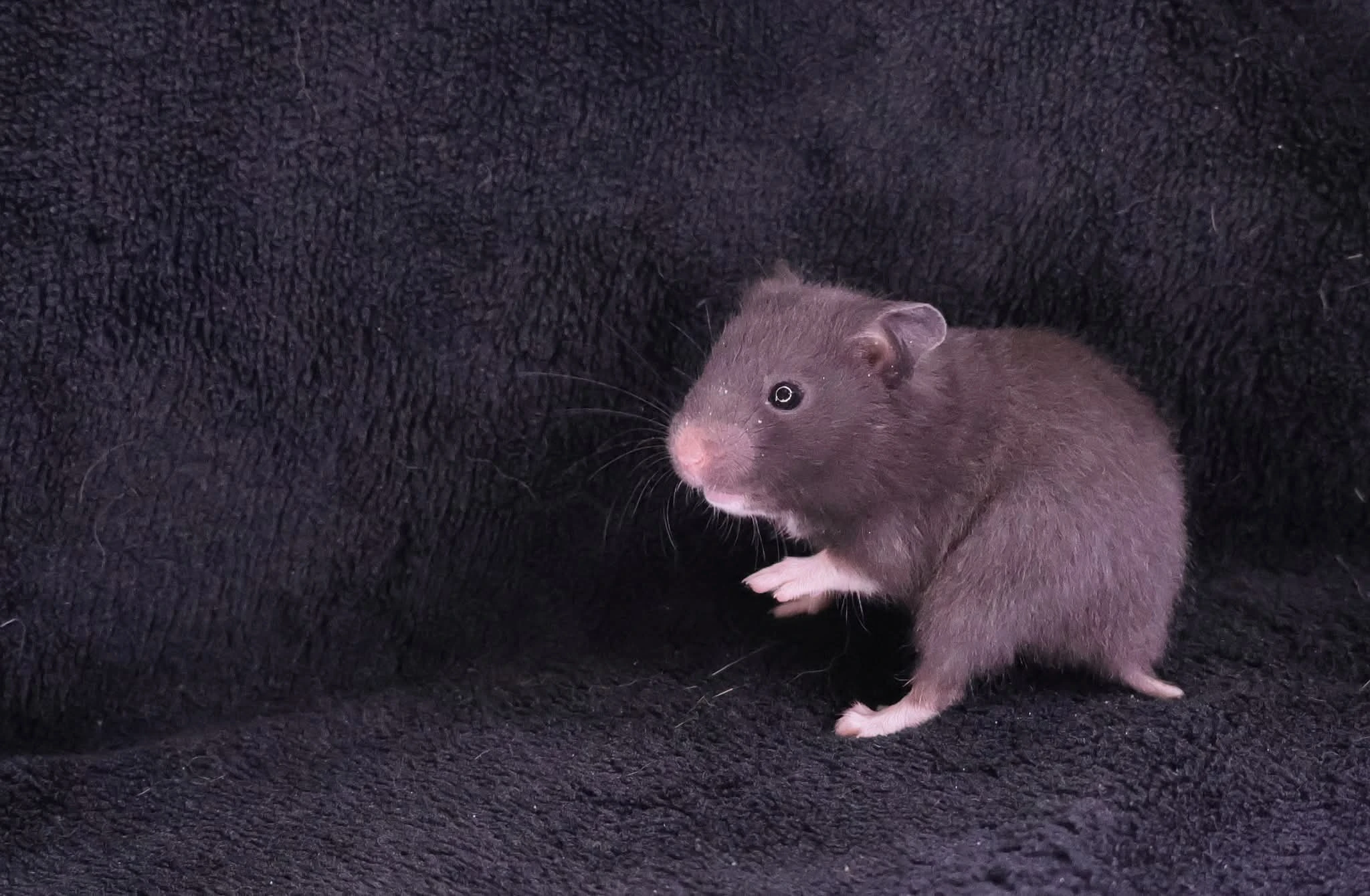 Křeček syrský s PP - samečci z vrhu G