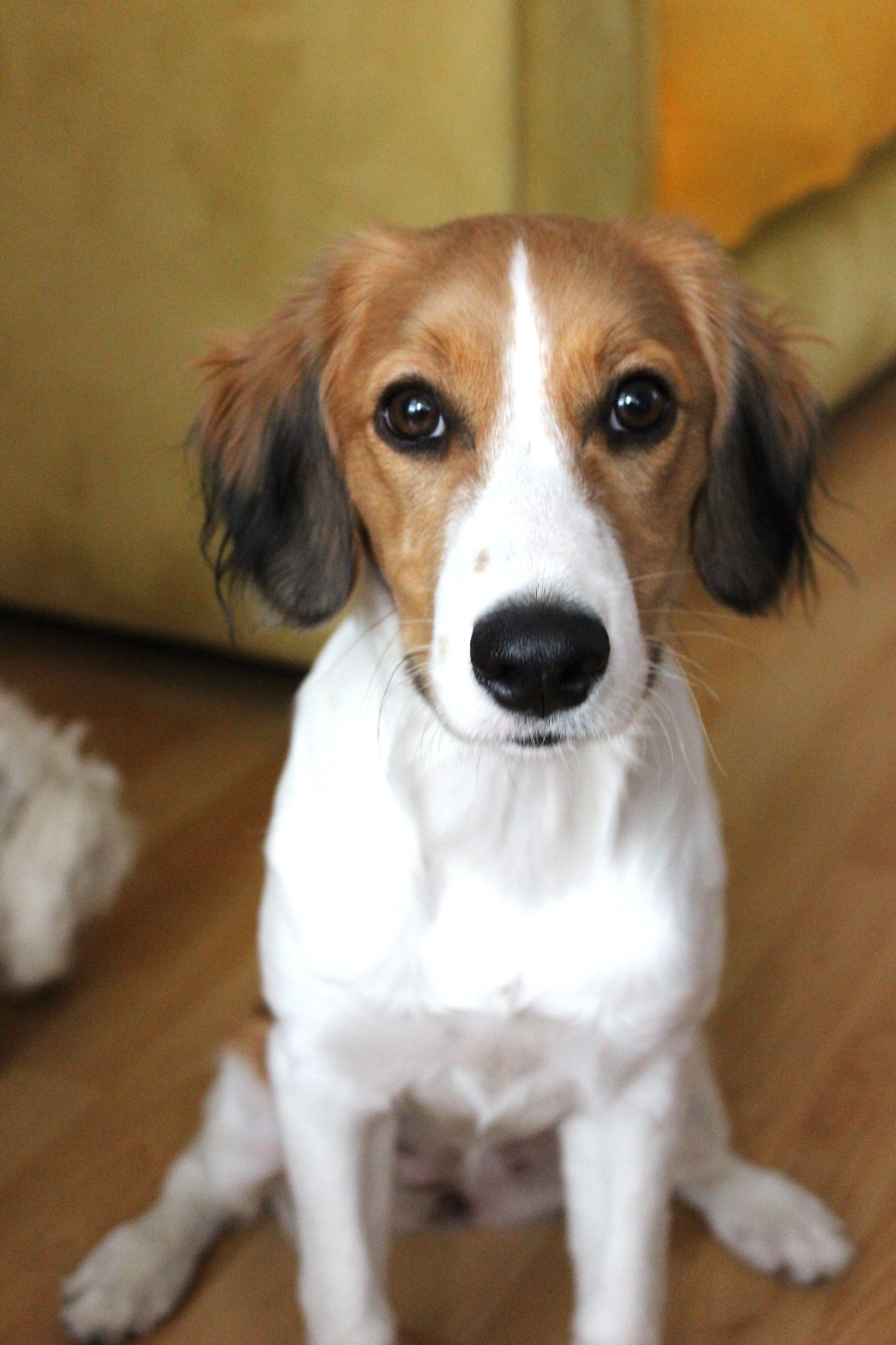 Prodám fenku Kooikerhondje