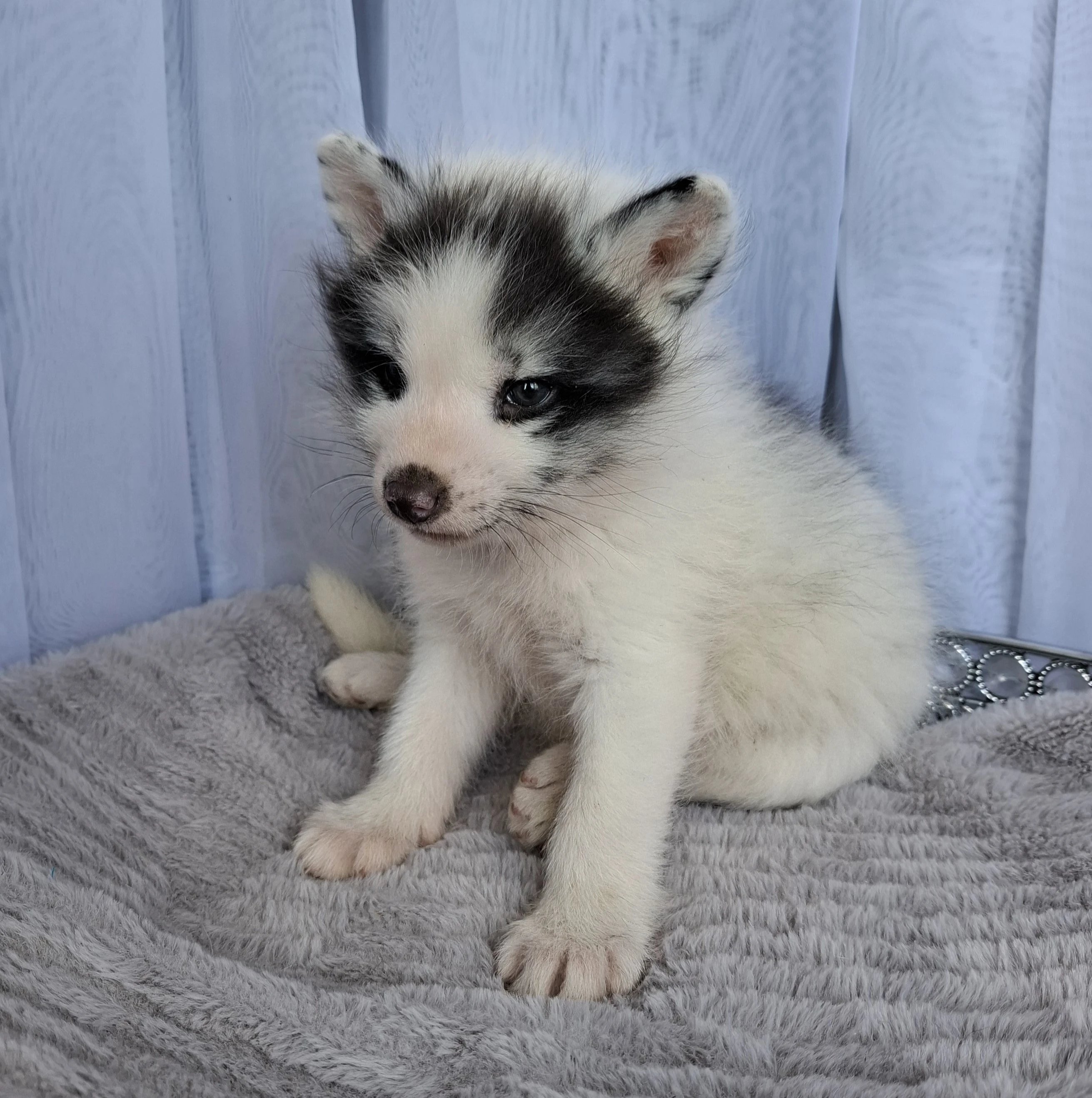 Liška domácí, lišky Arctic Marble, Vulpes Vulpes - jaro rezervace štěňat 2026