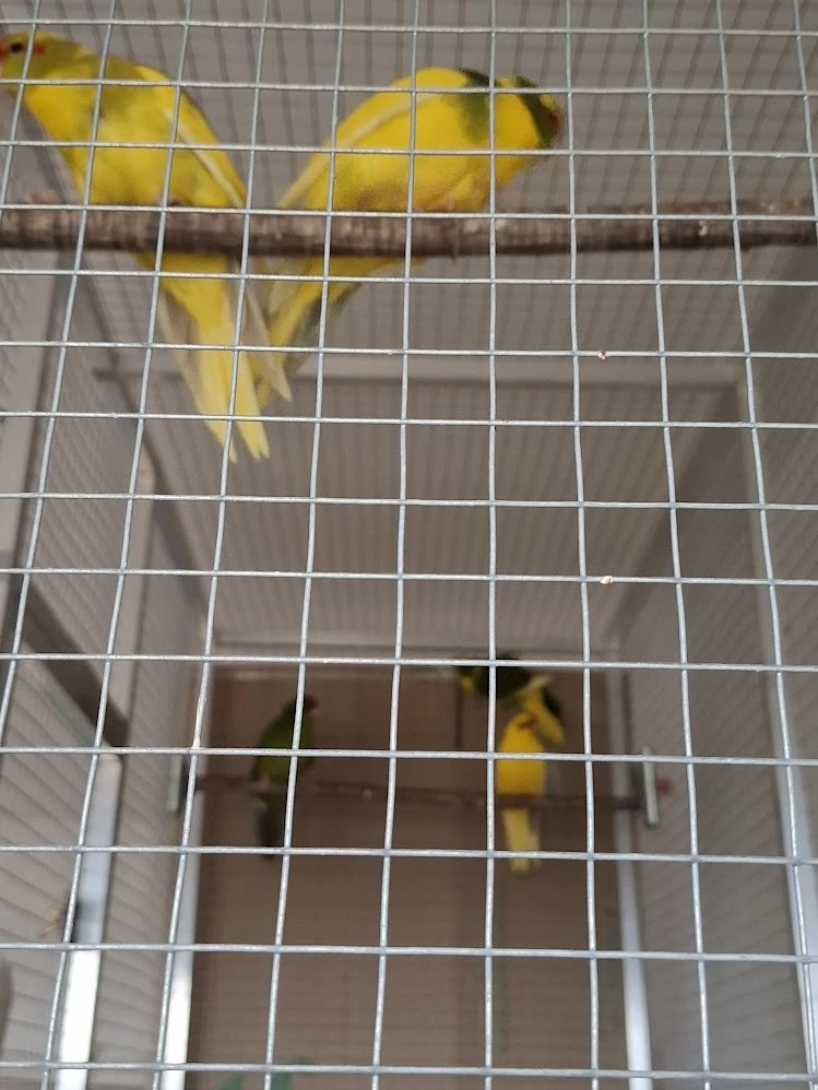 Kakarik letošní prodám