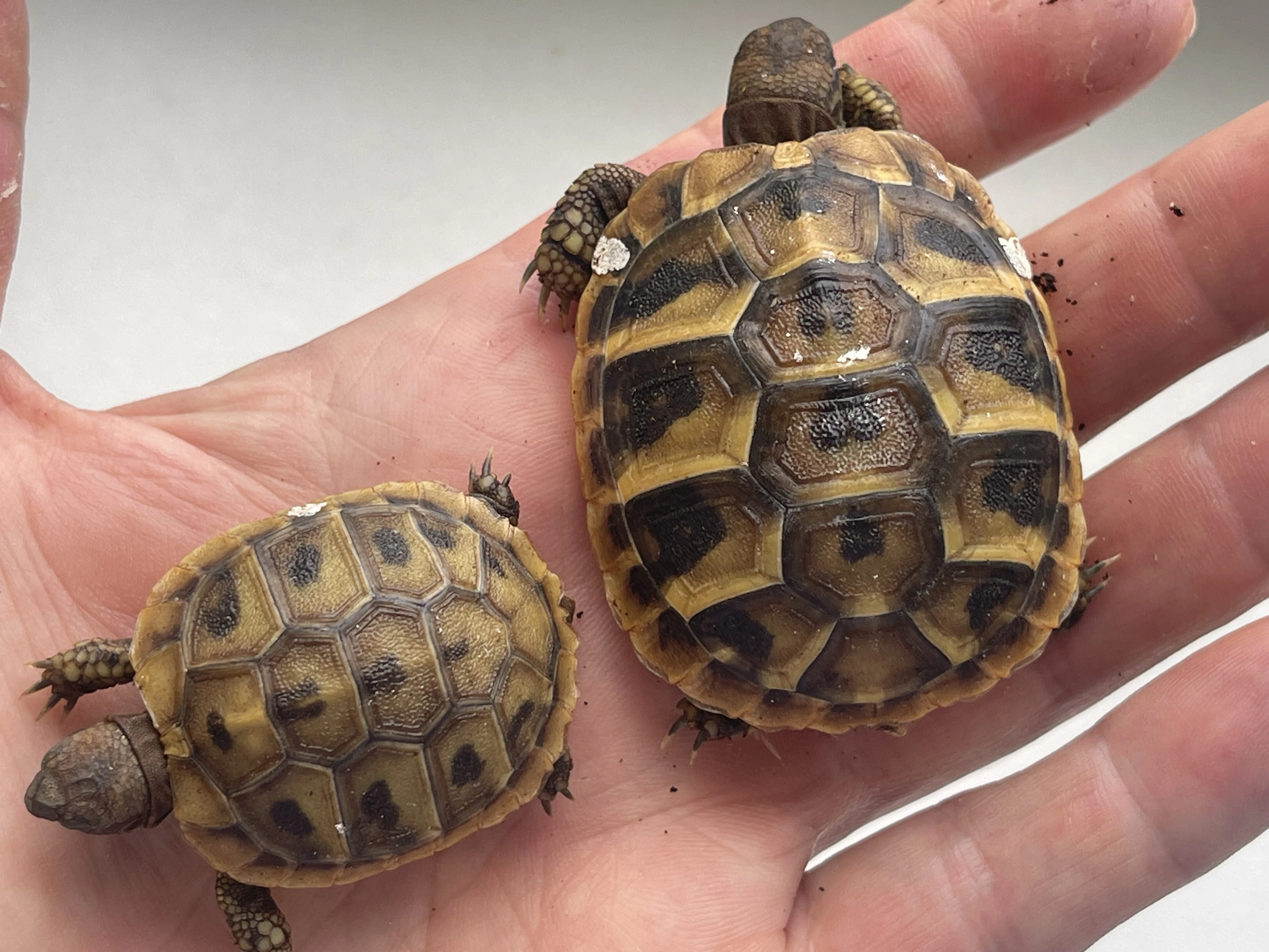 Želva zelenavá - mláďata testudo hermanni