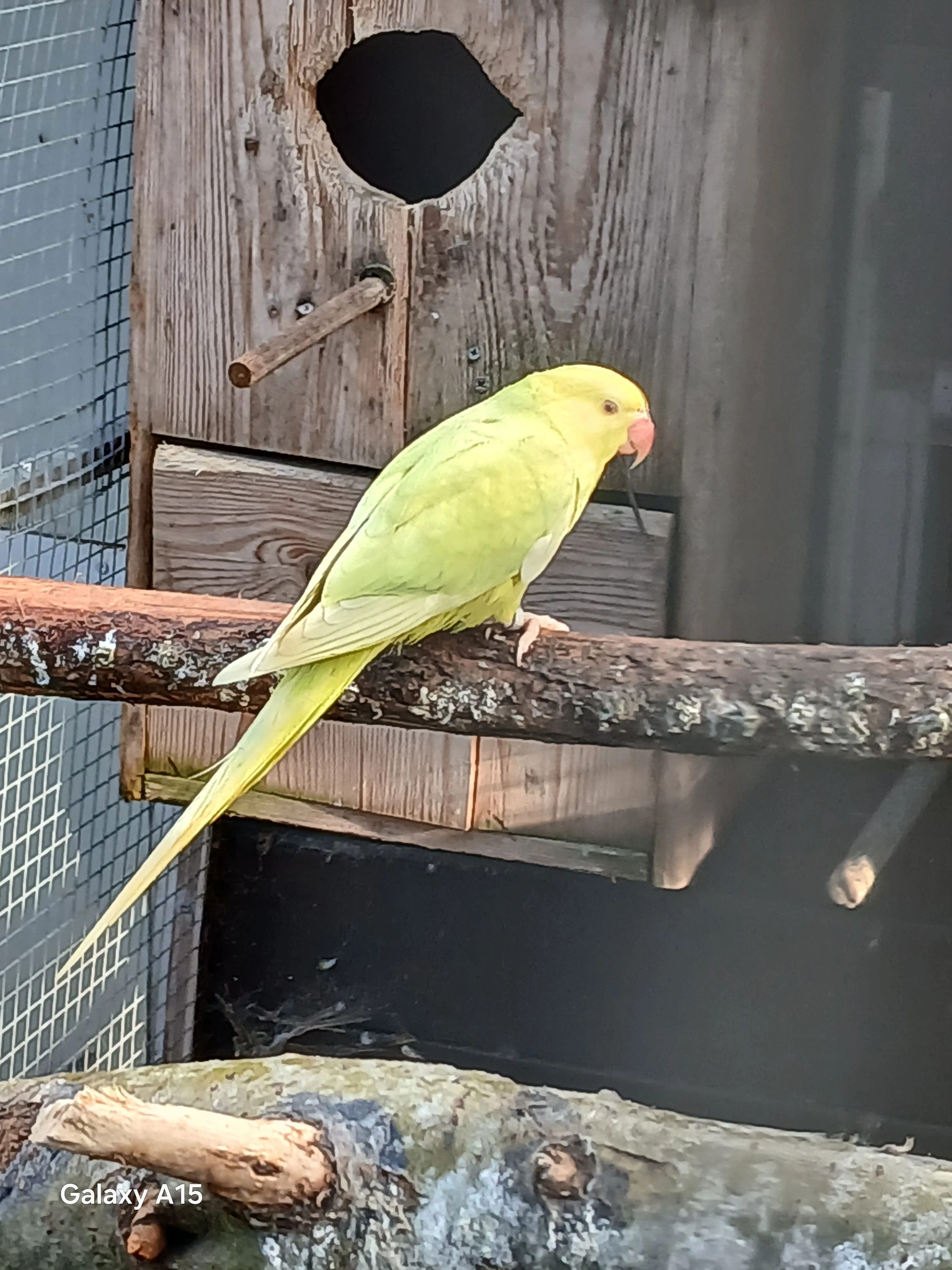 Prodám Alexandry malé zelený lacewing 0,1