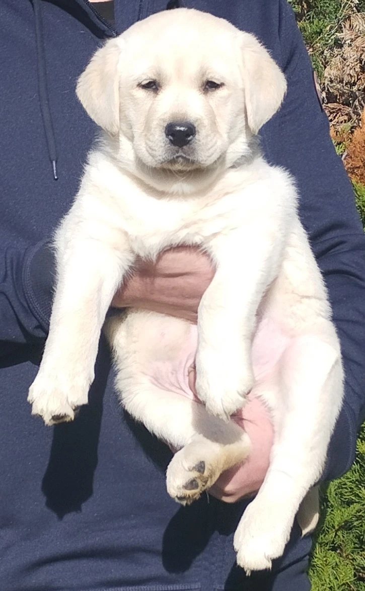 Labrador retriever fenka a pejsek ihned k odběru