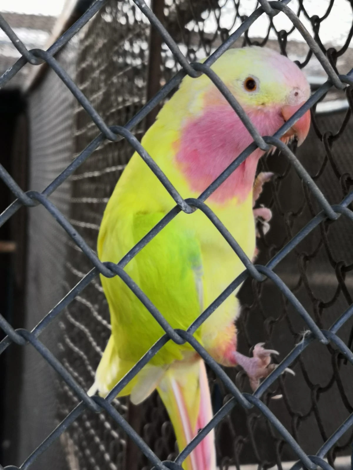 Alexandřin žlutý pastel kr.25