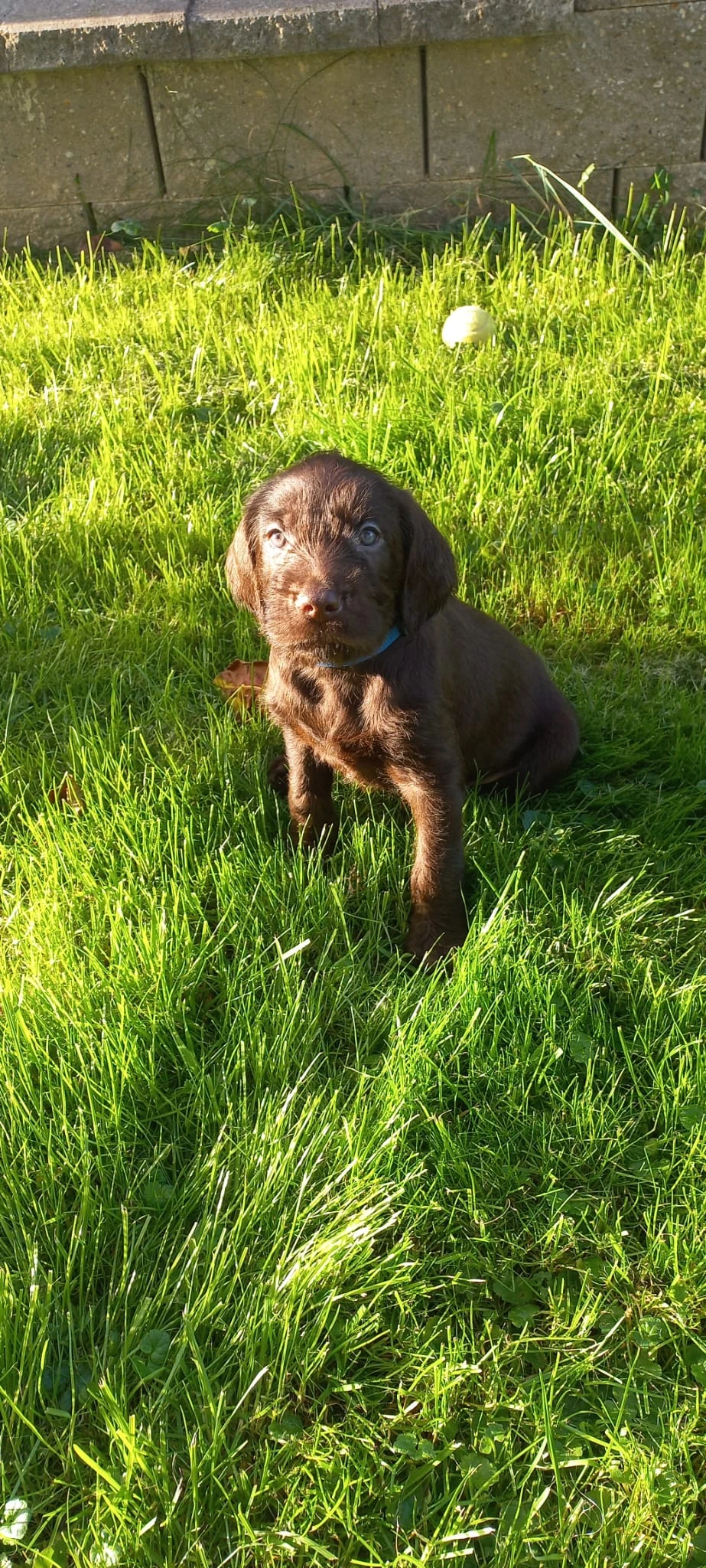 Nabízím štěňata