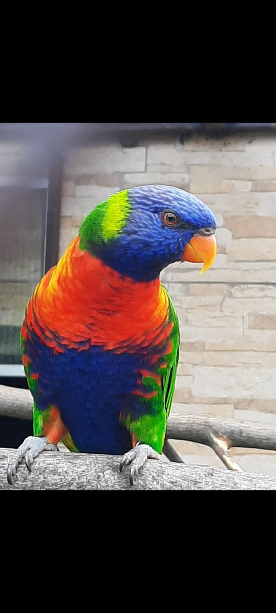 Lori mnohobarvý horský