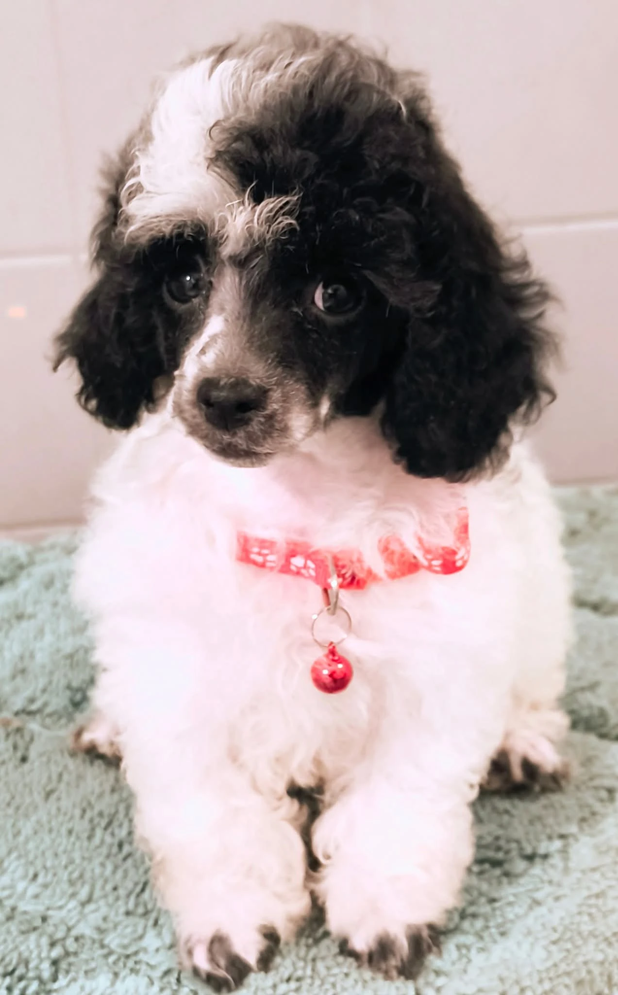 Pidl toy, fenka vicebarevny s PP