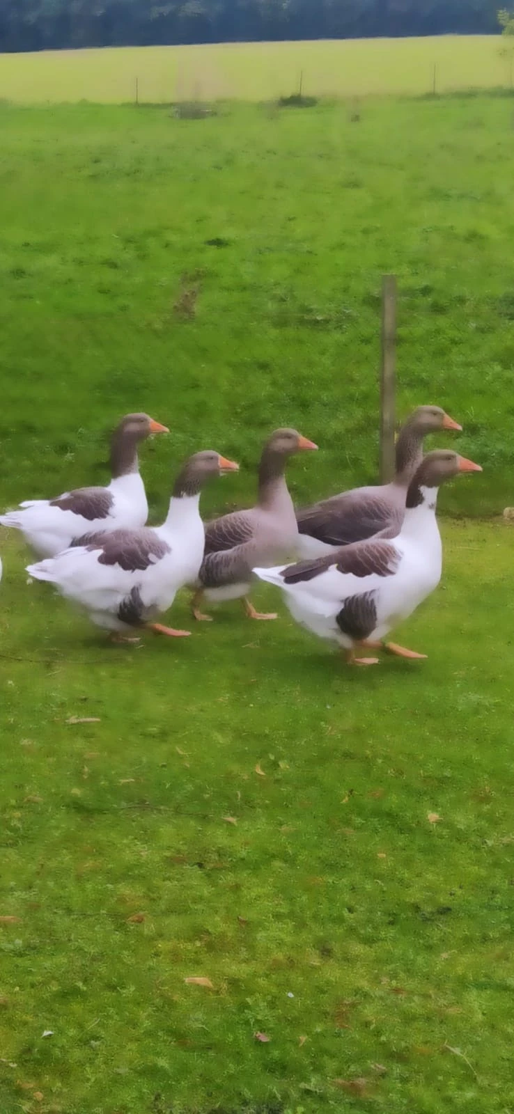 Prodám domácí husy