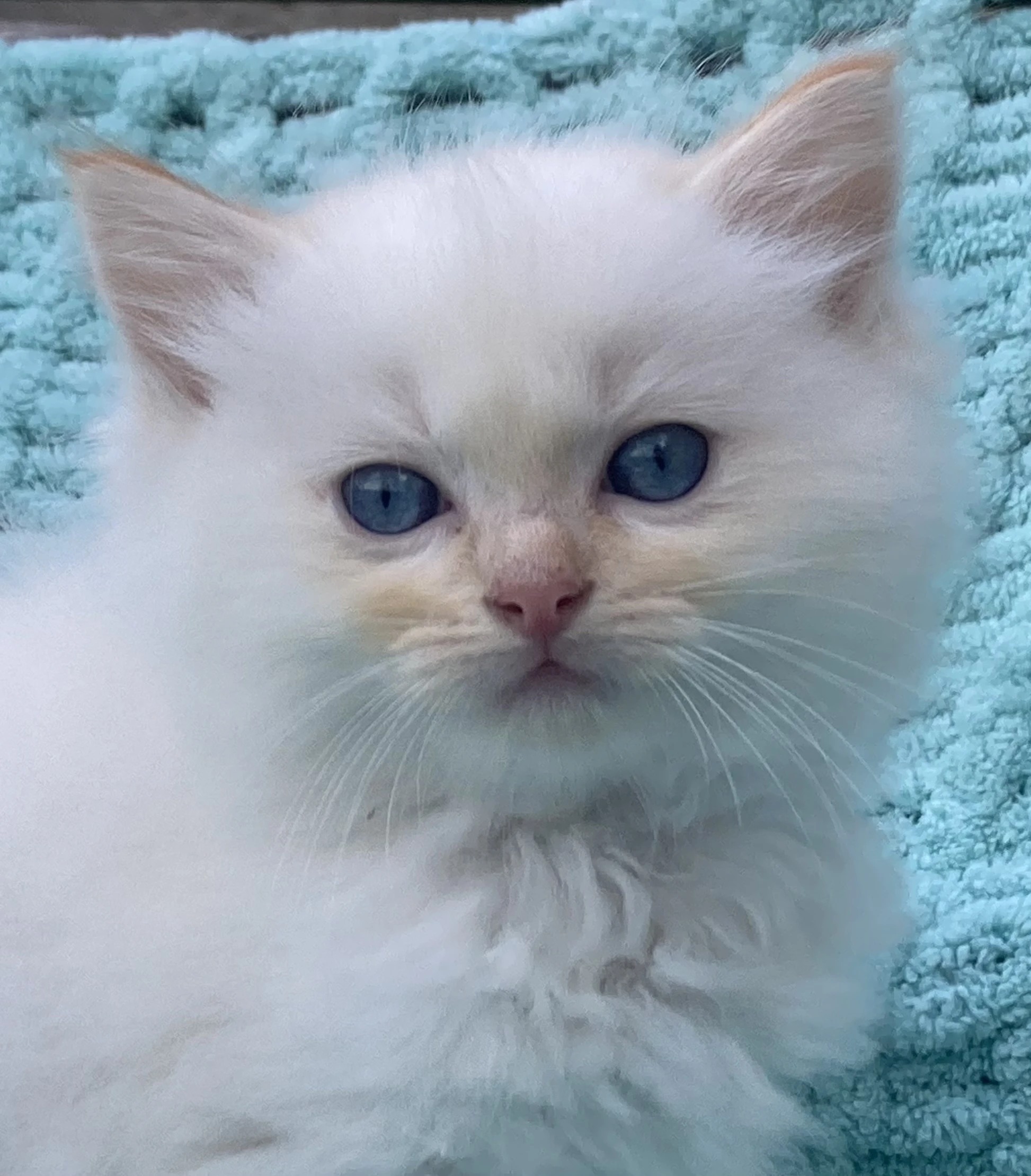 Ragdoll koťátka s PP