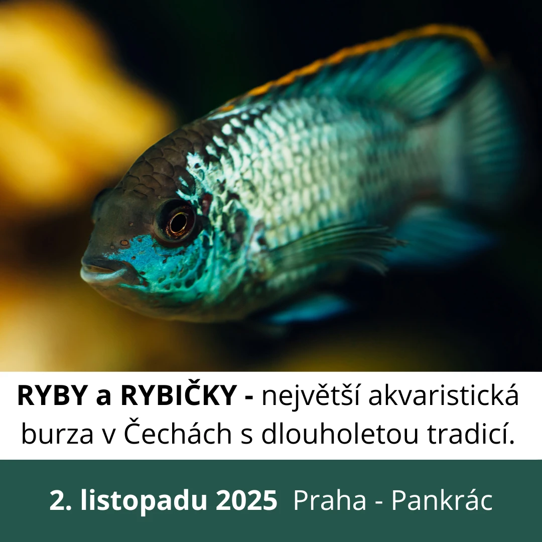 Ryby a rybičky - výstavní a prodejní akvaristická burza v Praze - 2.11.2025