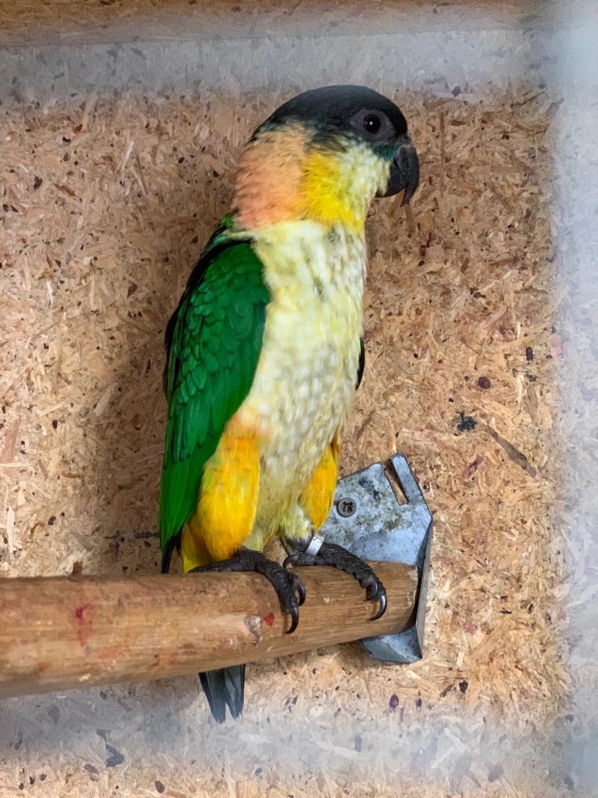 Prodám Amazonka černotemenného