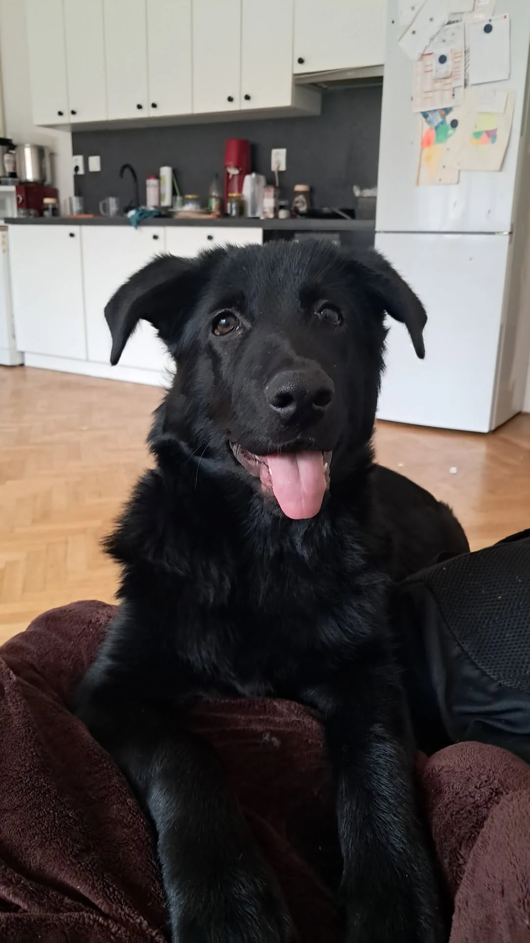 Hledám nový domov pro pejska