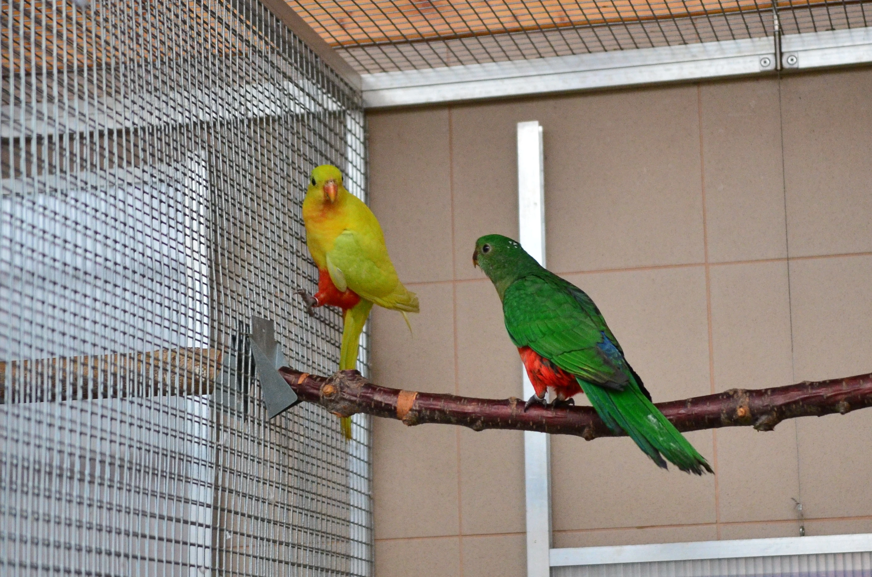 Papoušek královský žlutý