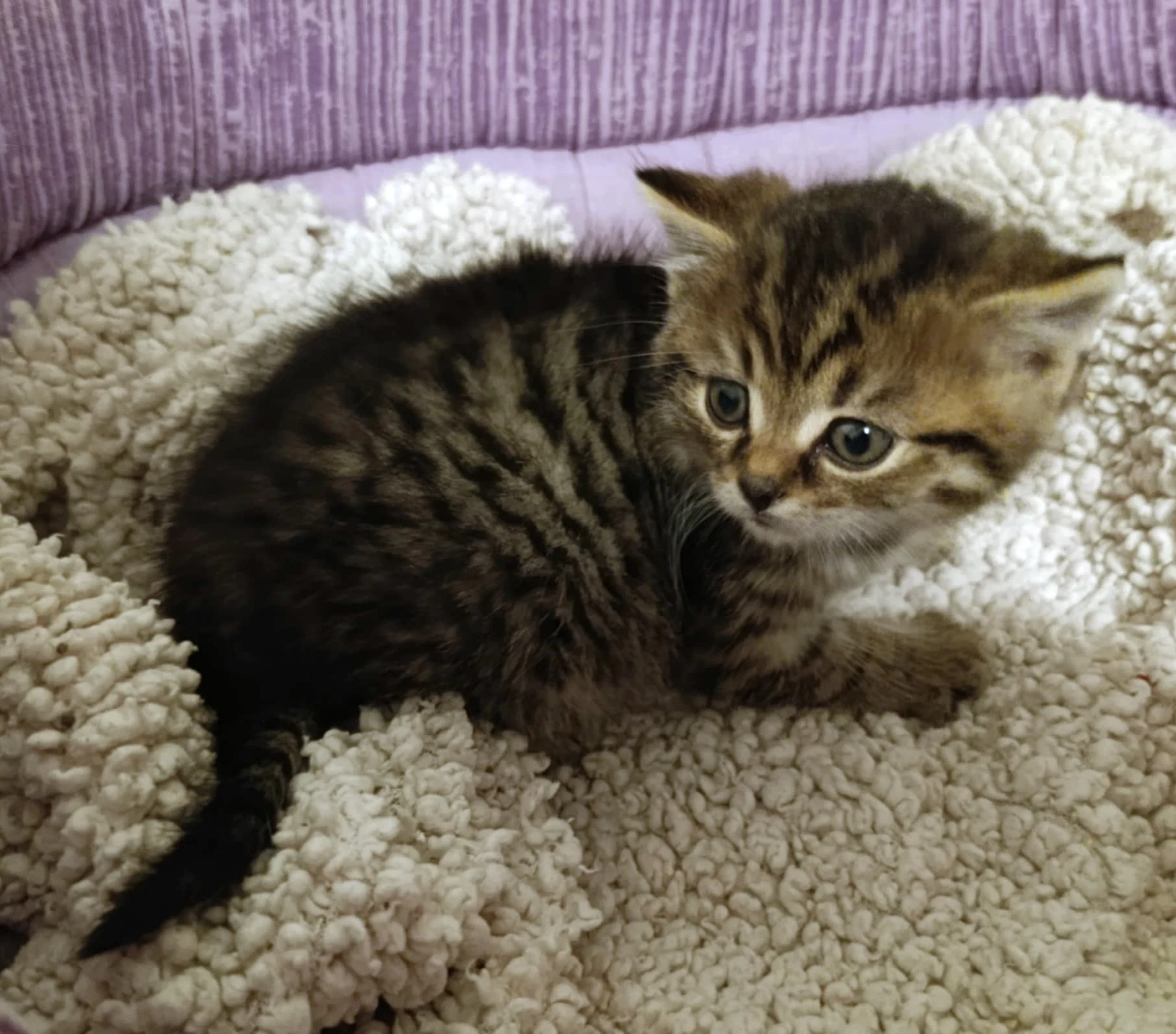 Kocourek Floriánek hledá nový domov