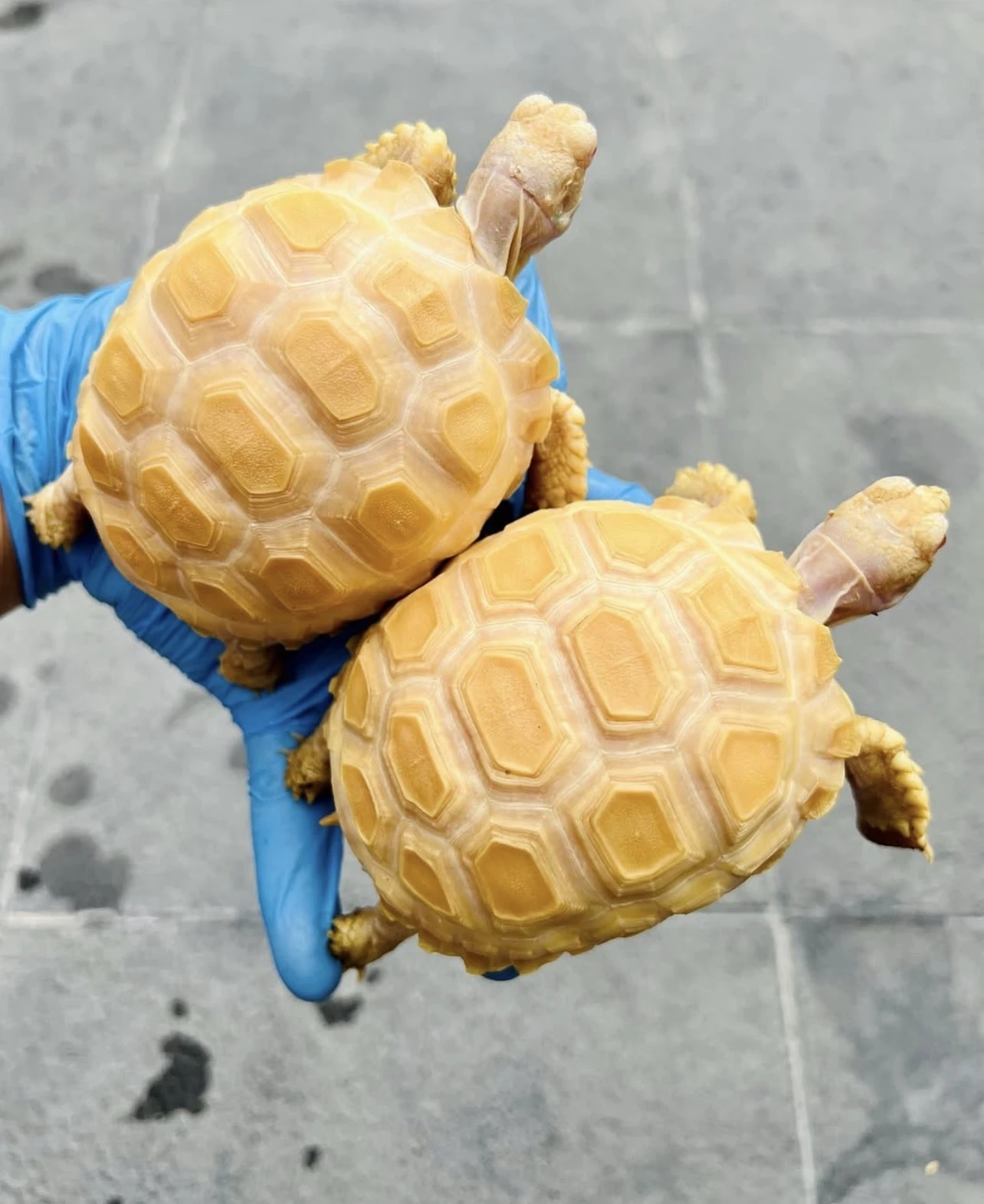 Centrochelys Sulcata ( Albino Sulcata)