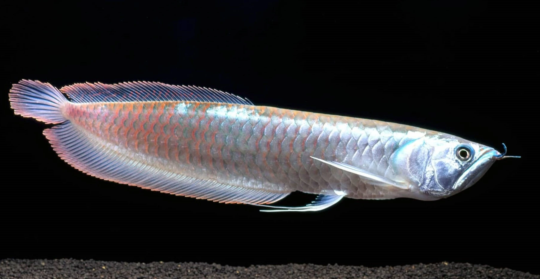 Nabízím Arowanu Dvojvousá