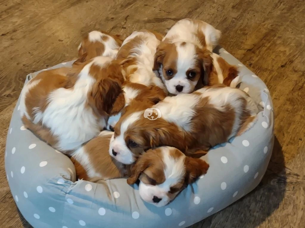 Štěňata čistokrevného kavalírského king charles španěla