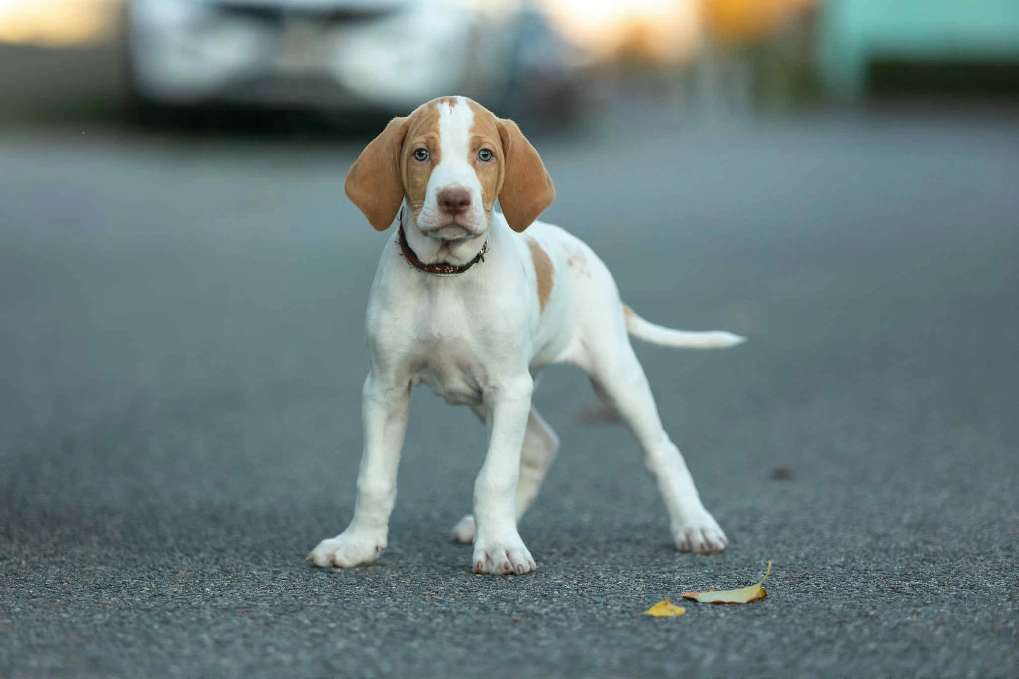 Saintgermánský ohař