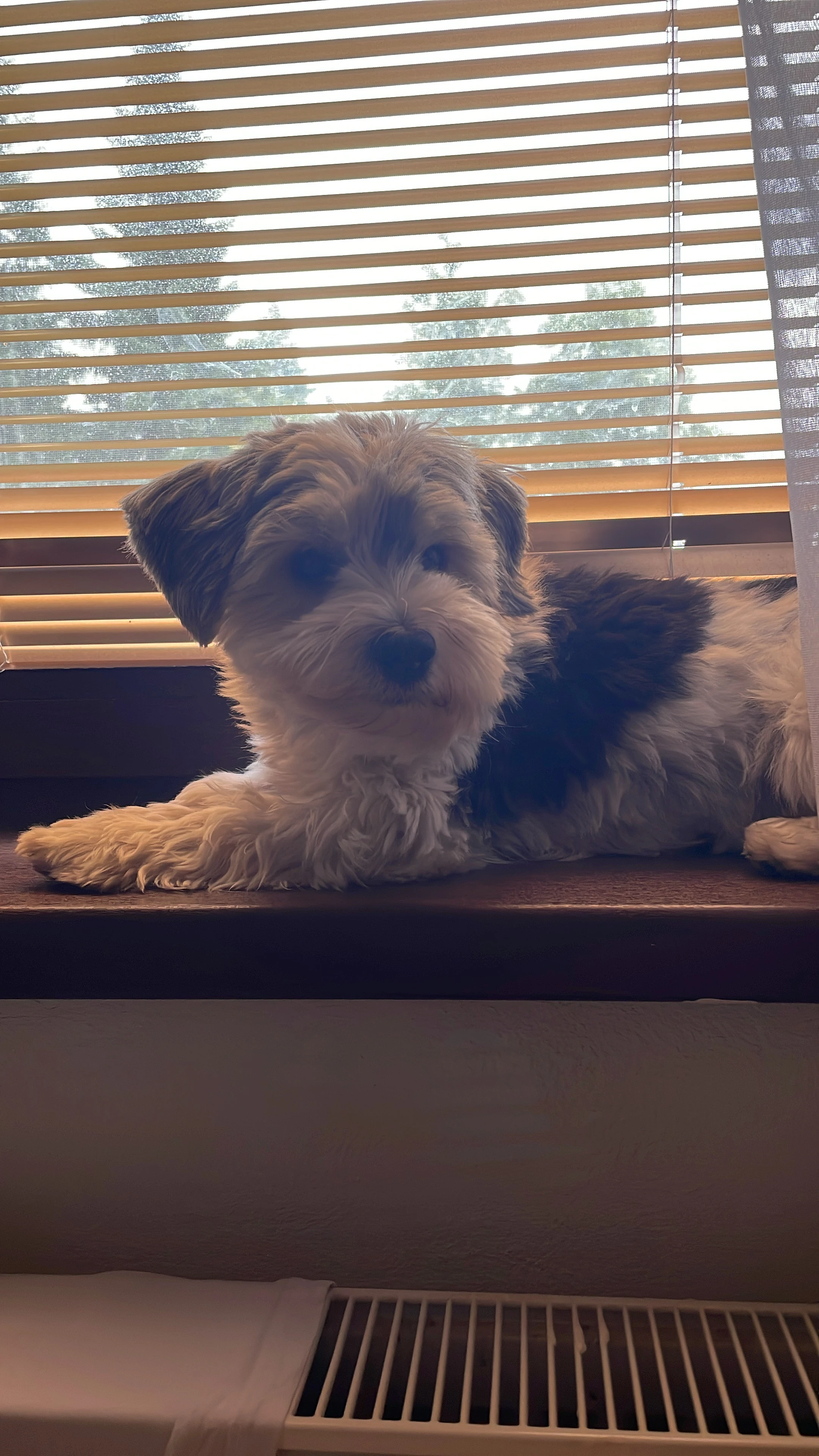 Hledáme nový milující domov pro Káju