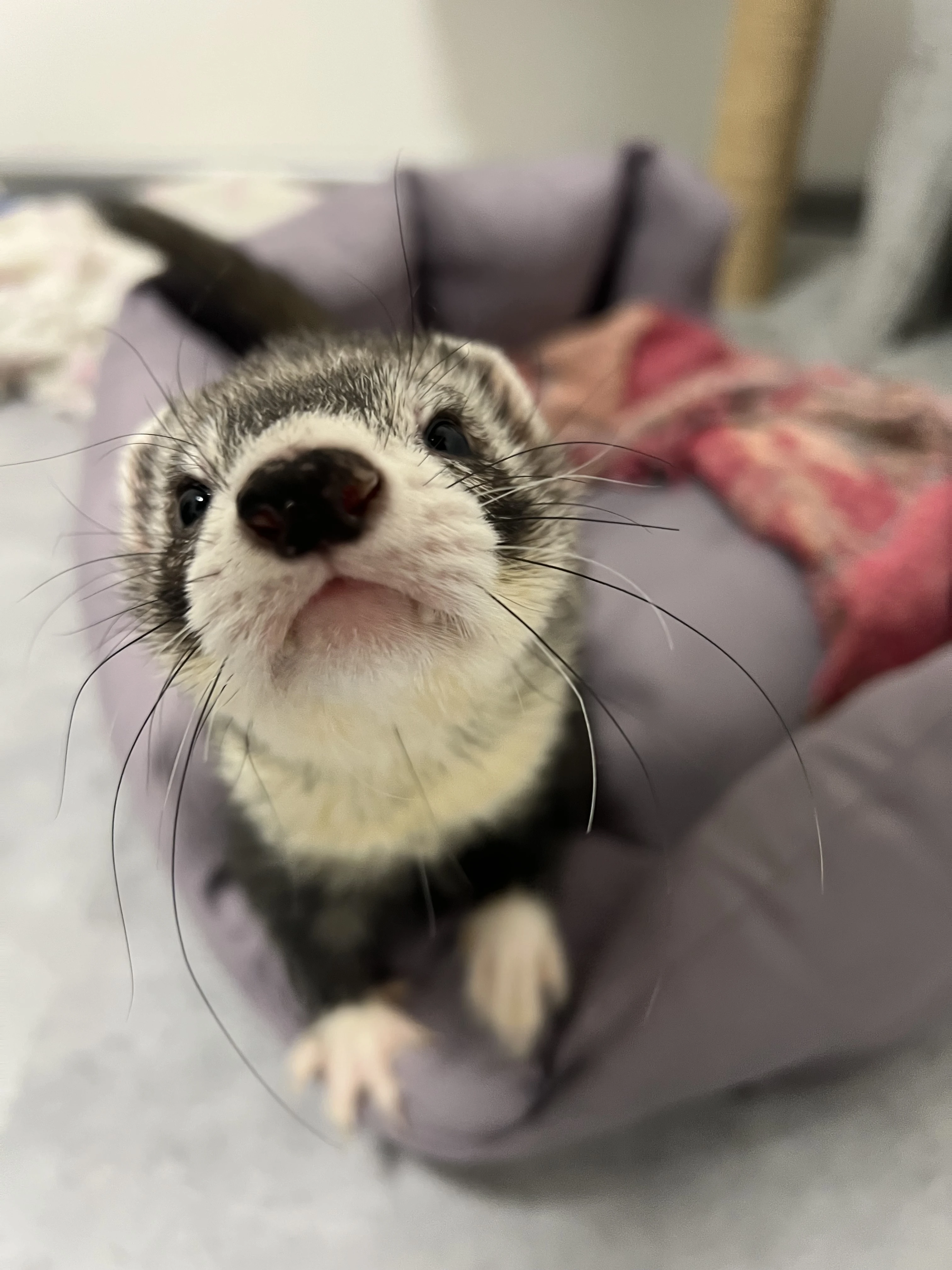 Hledám nový domov pro svého freťáka