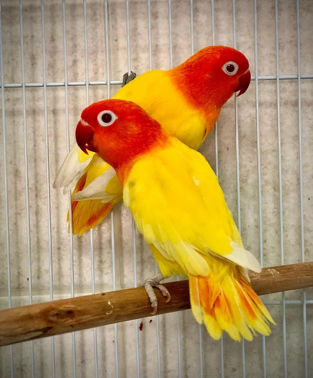 Agapornis fischeri lutino opalín KOUPÍM