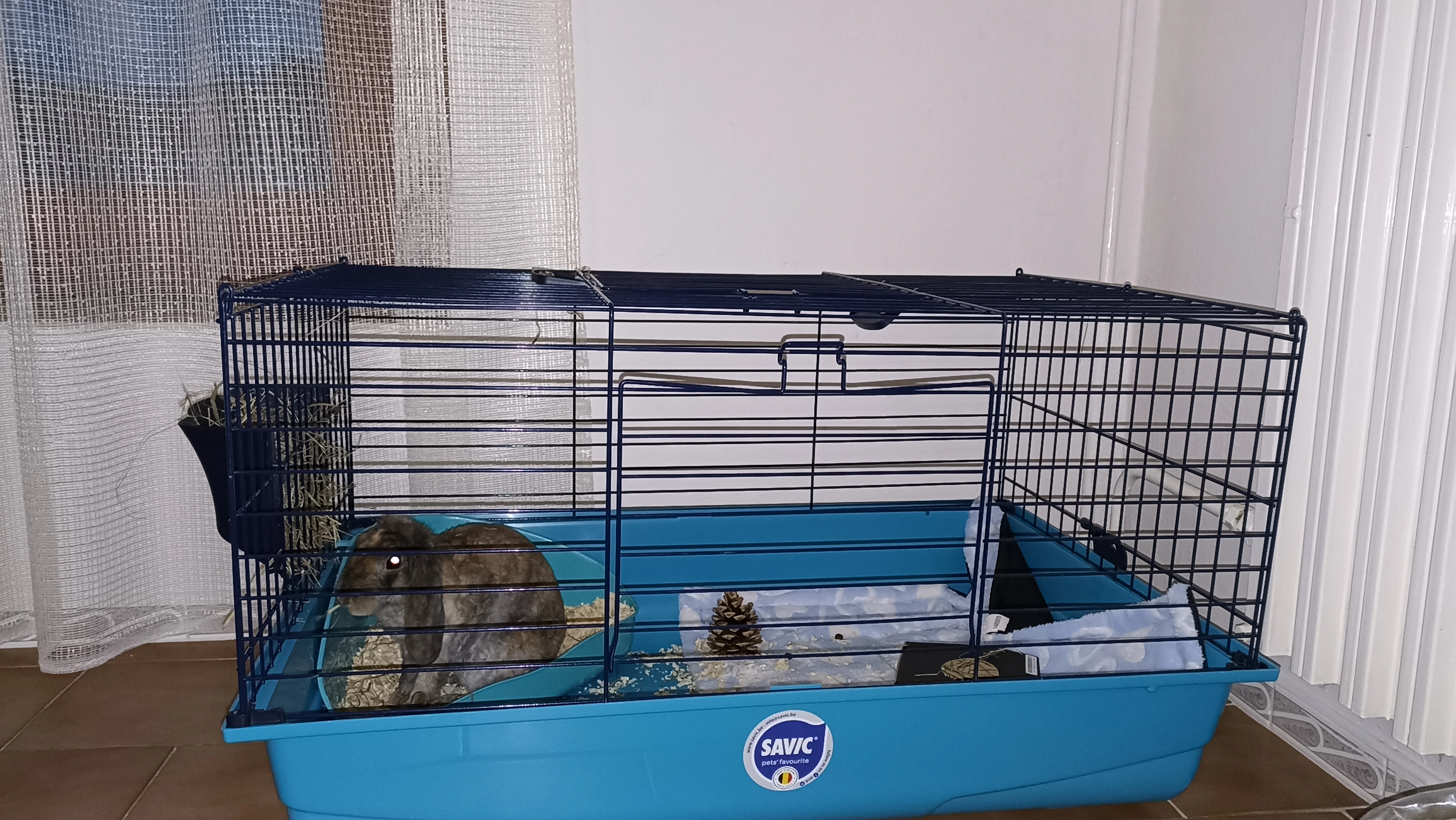 Daruji zakrslého králíka