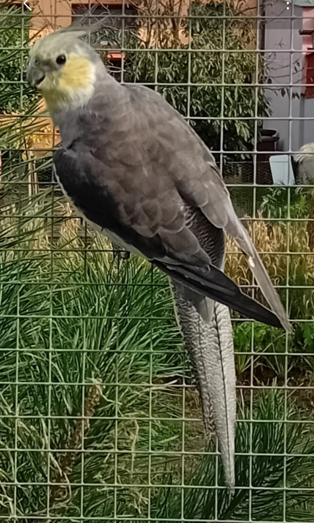 Korela pastelface - samec